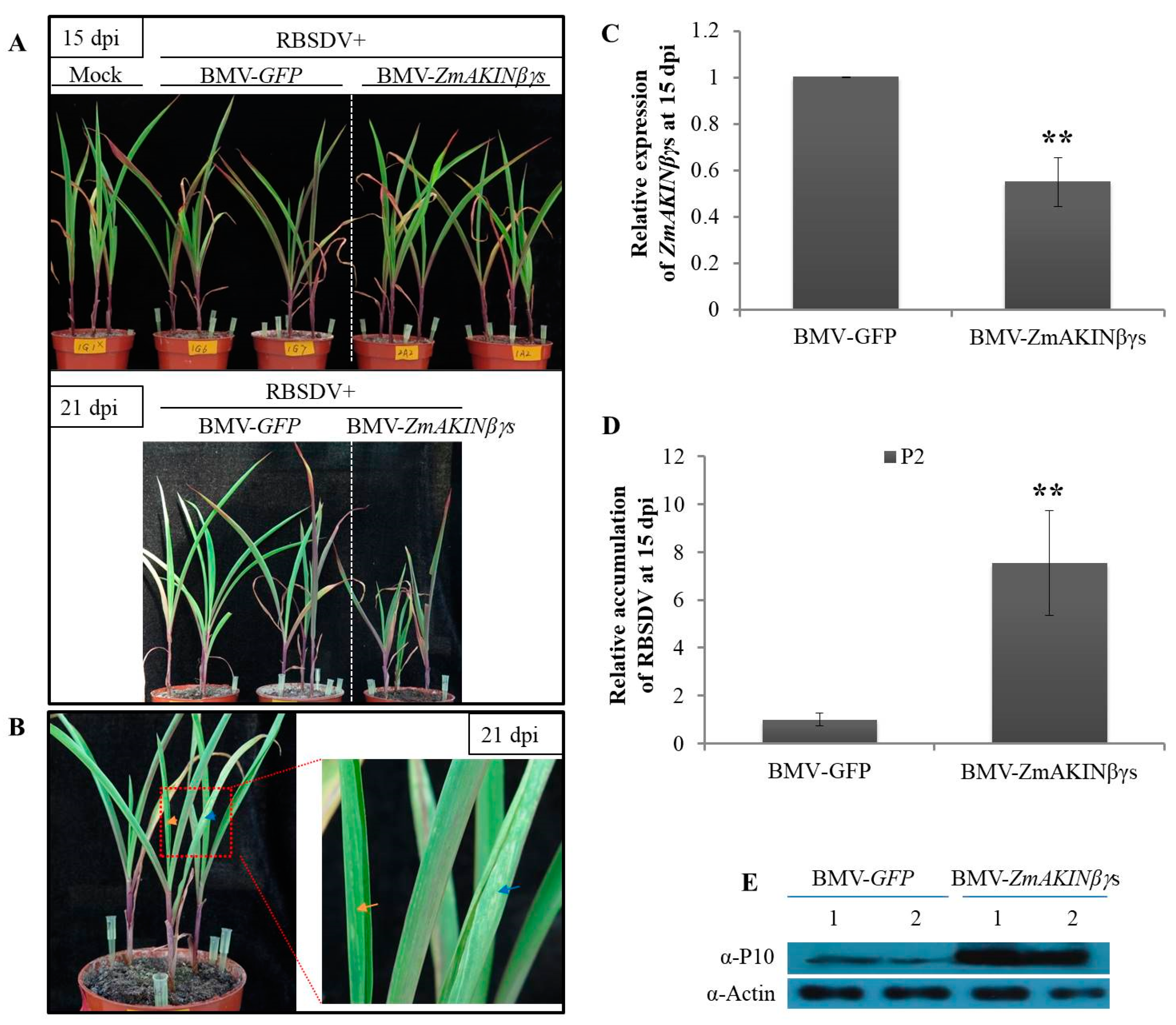 Viruses 12 01387 g006