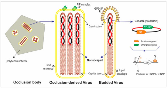 Viruses Free Full Text Advances In The Bioinformatics Knowledge Of Mrna Polyadenylation In Baculovirus Genes Html