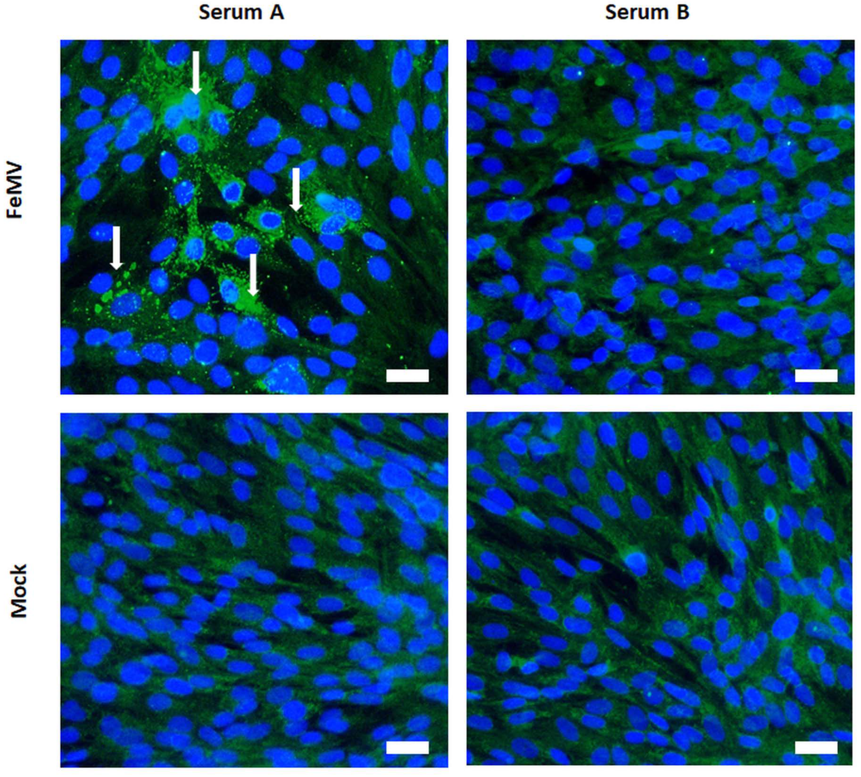 Viruses 12 01397 g003