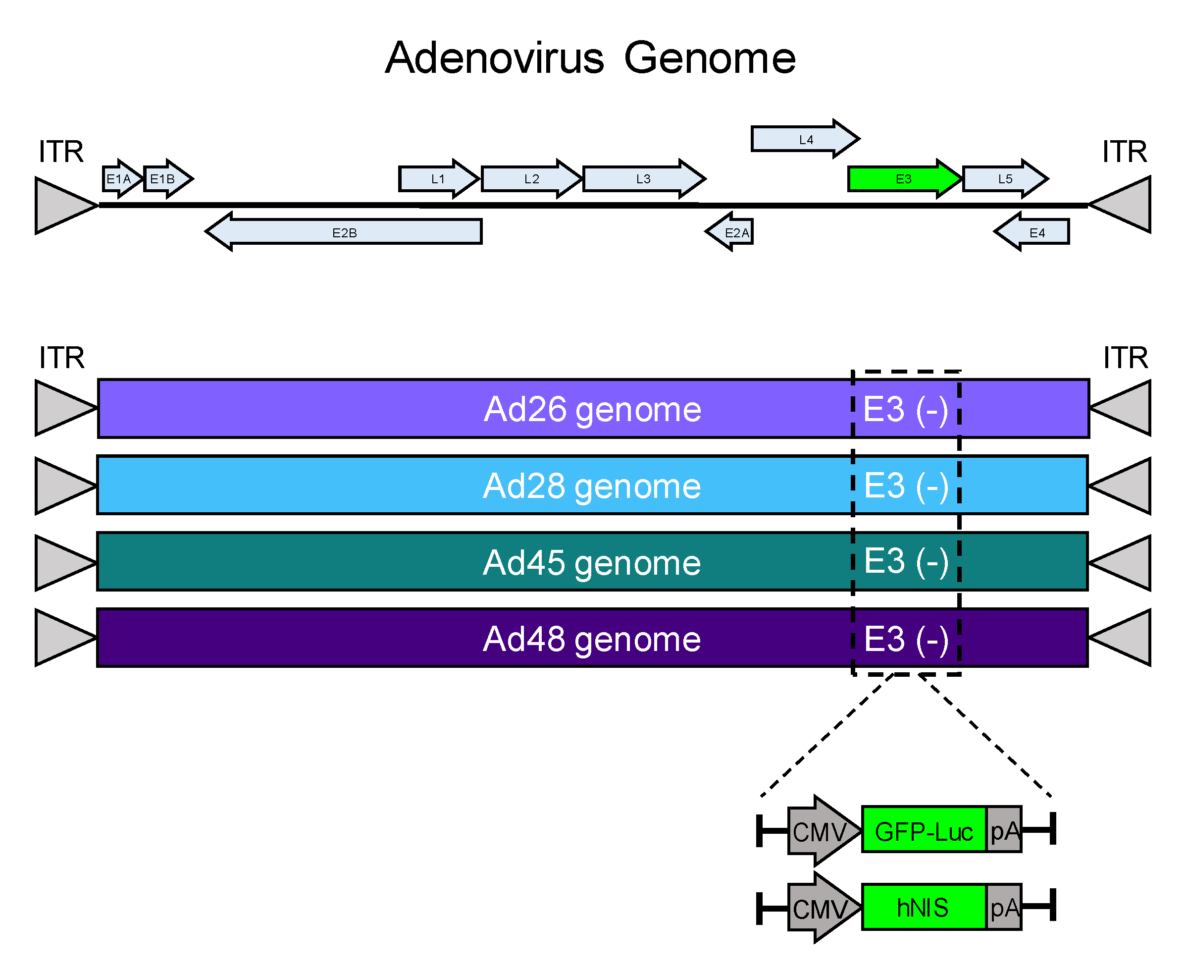 Viruses 12 01399 g001