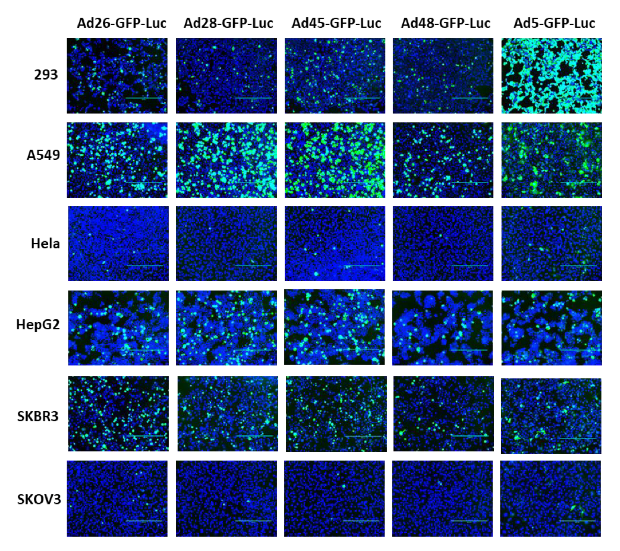 Viruses 12 01399 g002