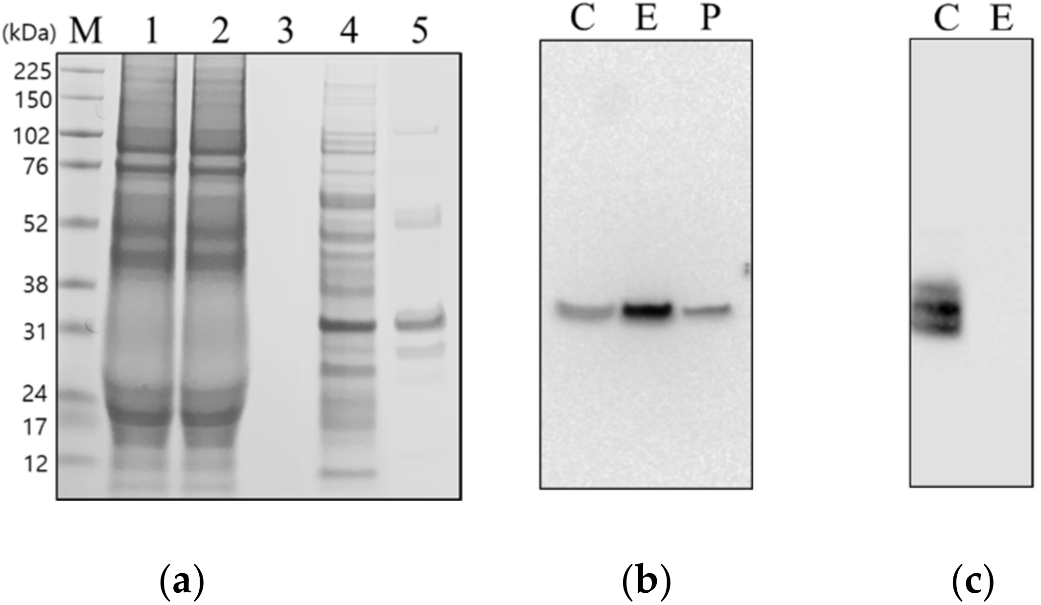 Viruses 12 01405 g002