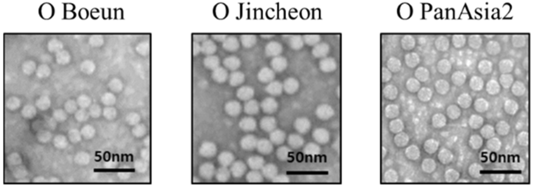 Viruses 12 01405 g003