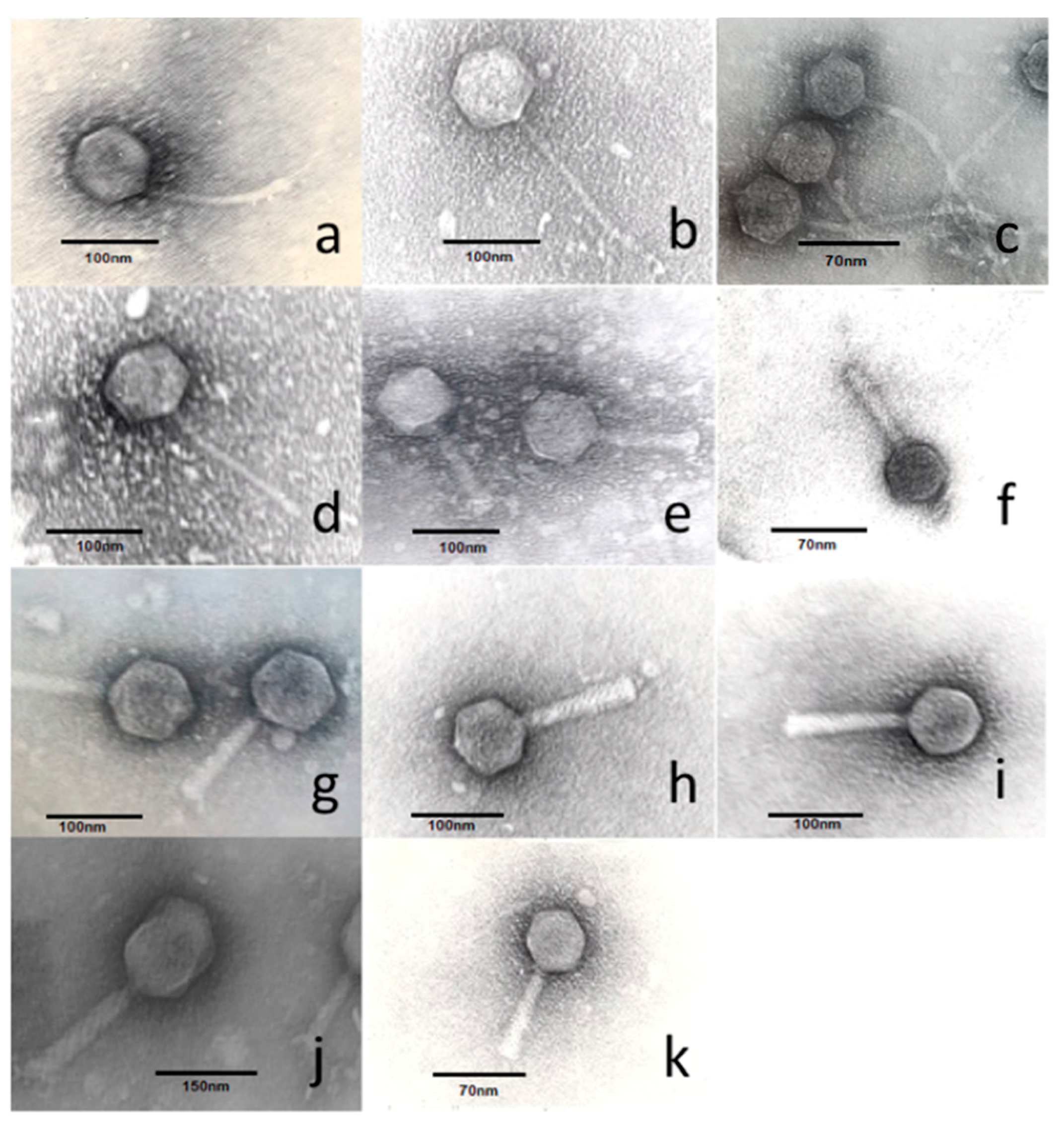 Viruses 12 01418 g001