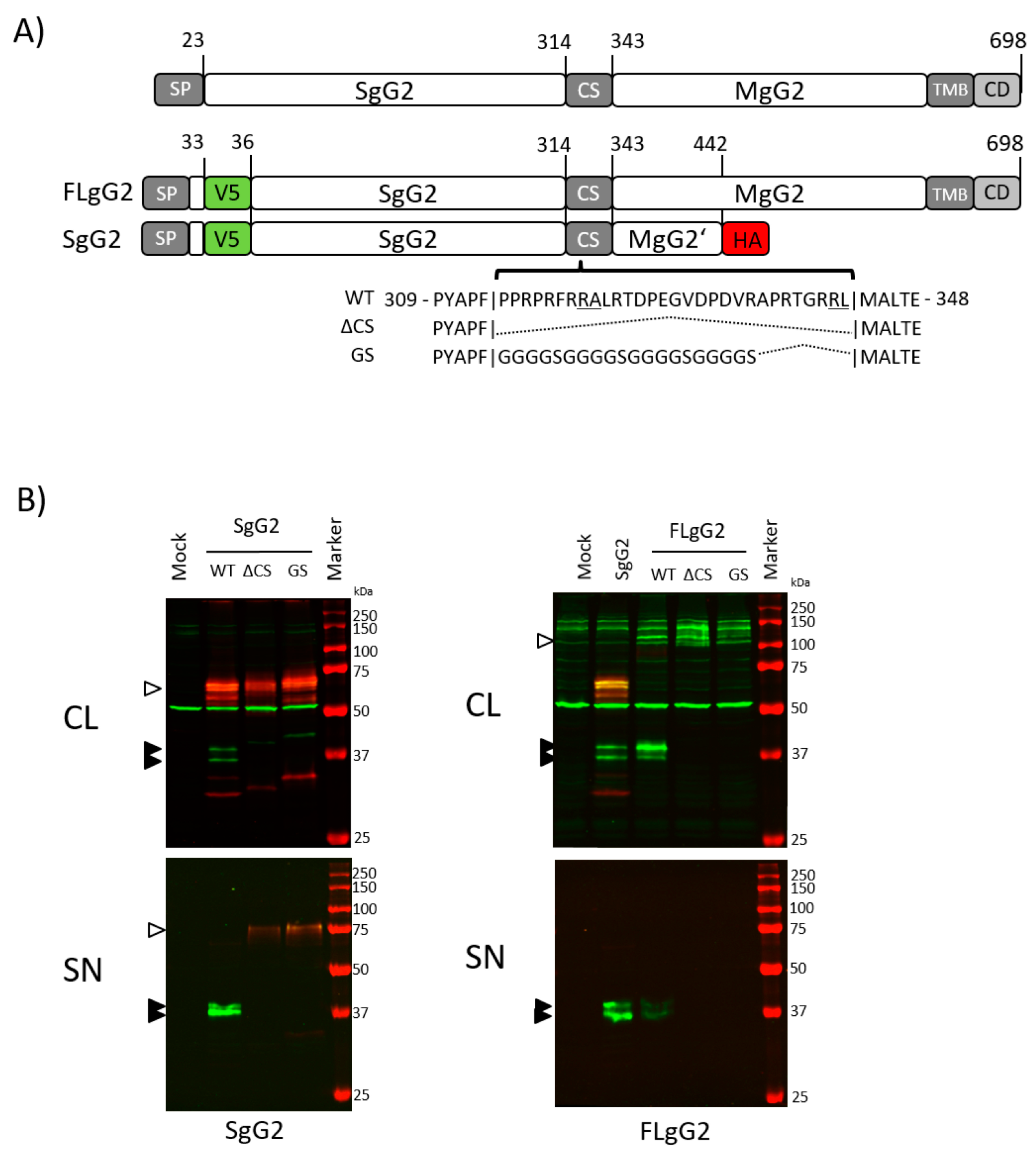 Viruses 12 01428 g002 Viruses 12 01428 g002
