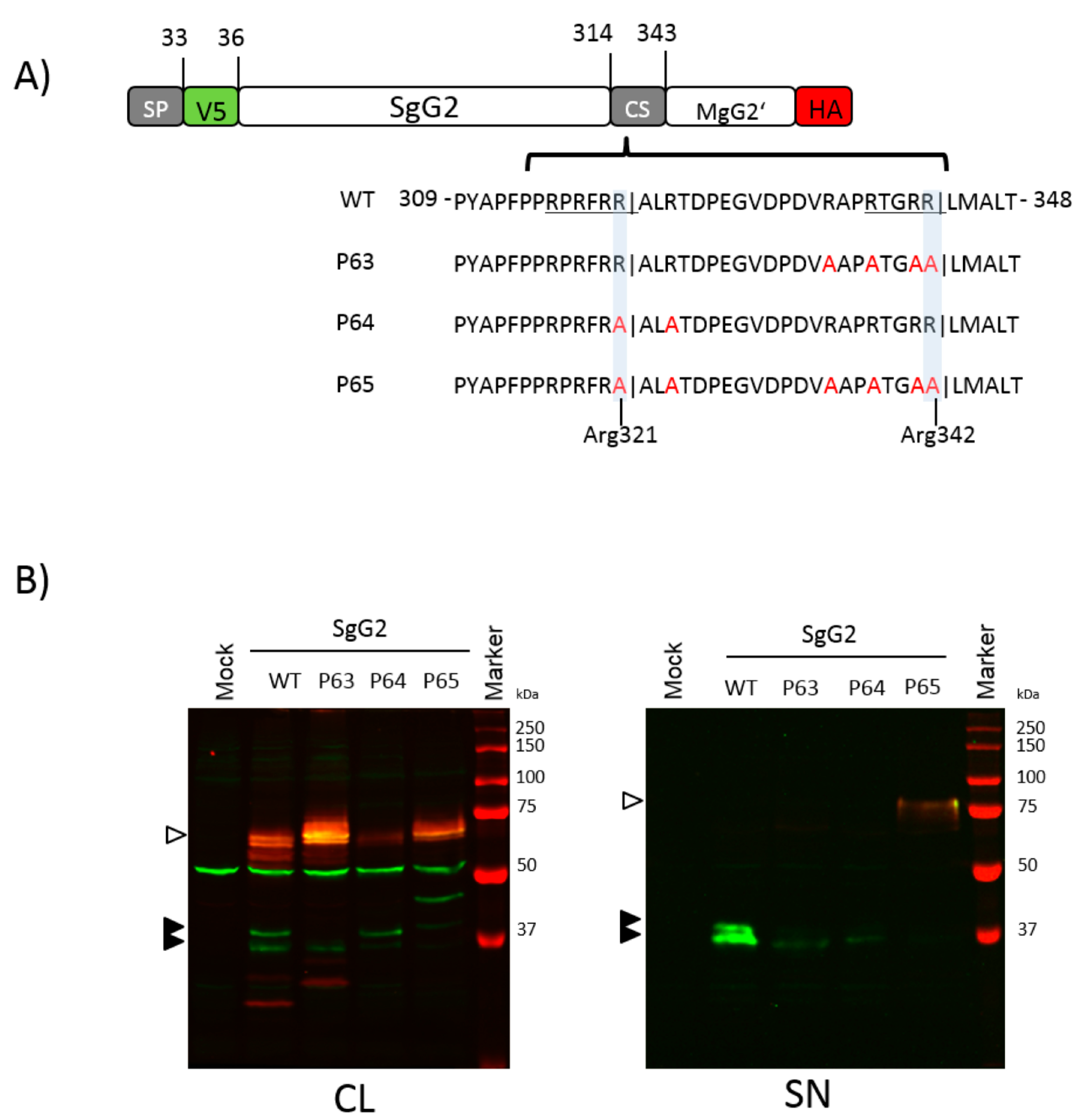 Viruses 12 01428 g005 Viruses 12 01428 g005