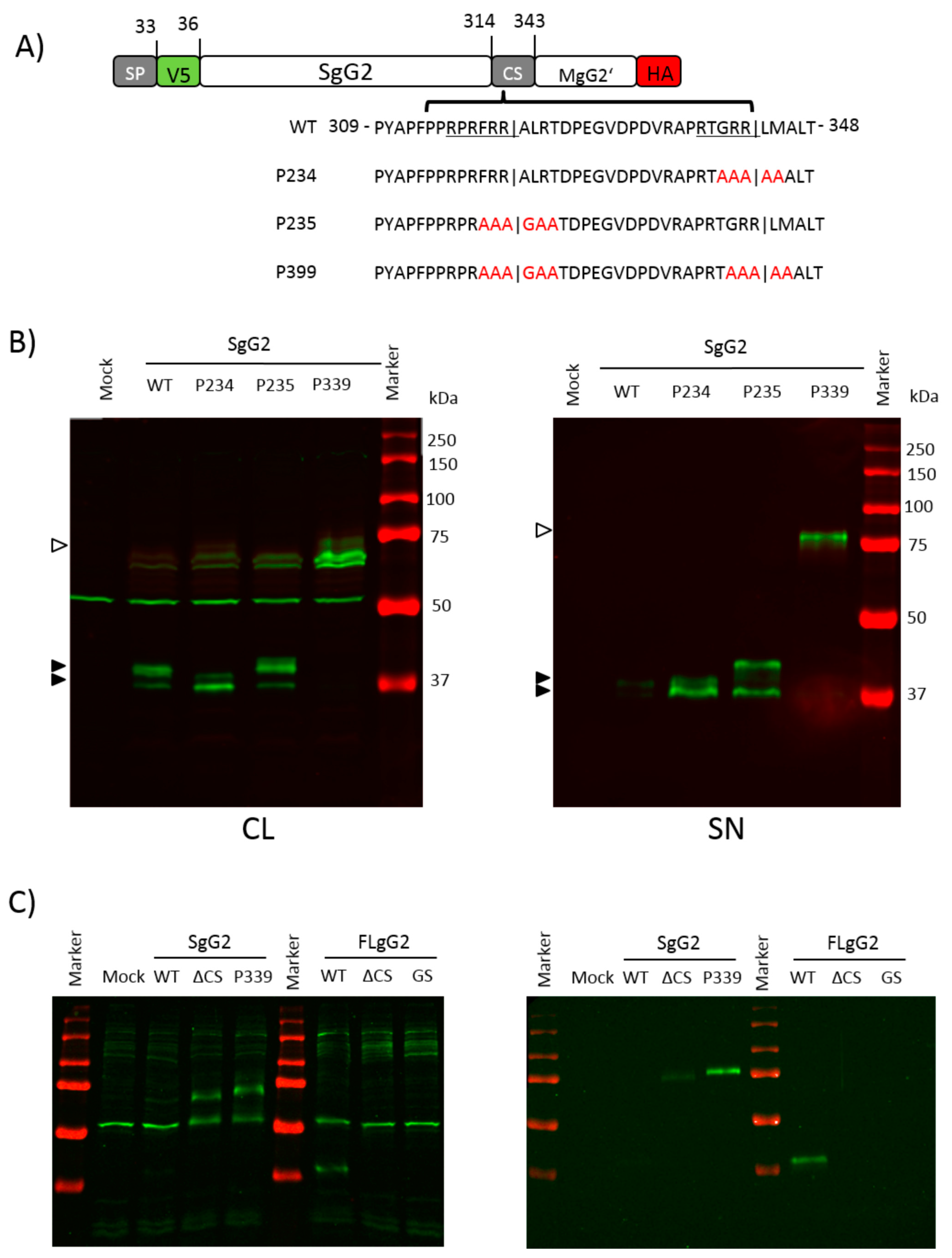 Viruses 12 01428 g006 Viruses 12 01428 g006