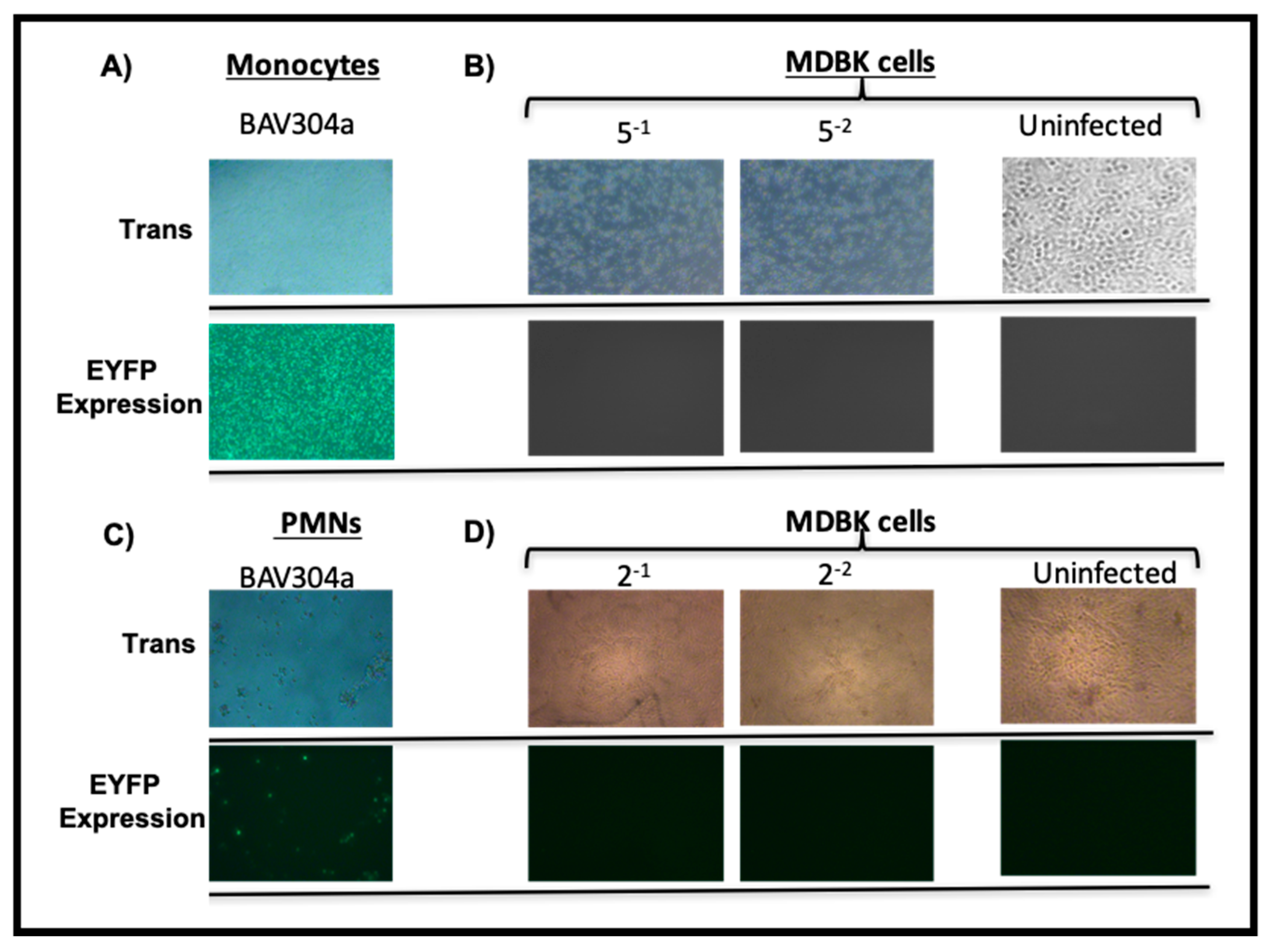Viruses 12 01431 g003