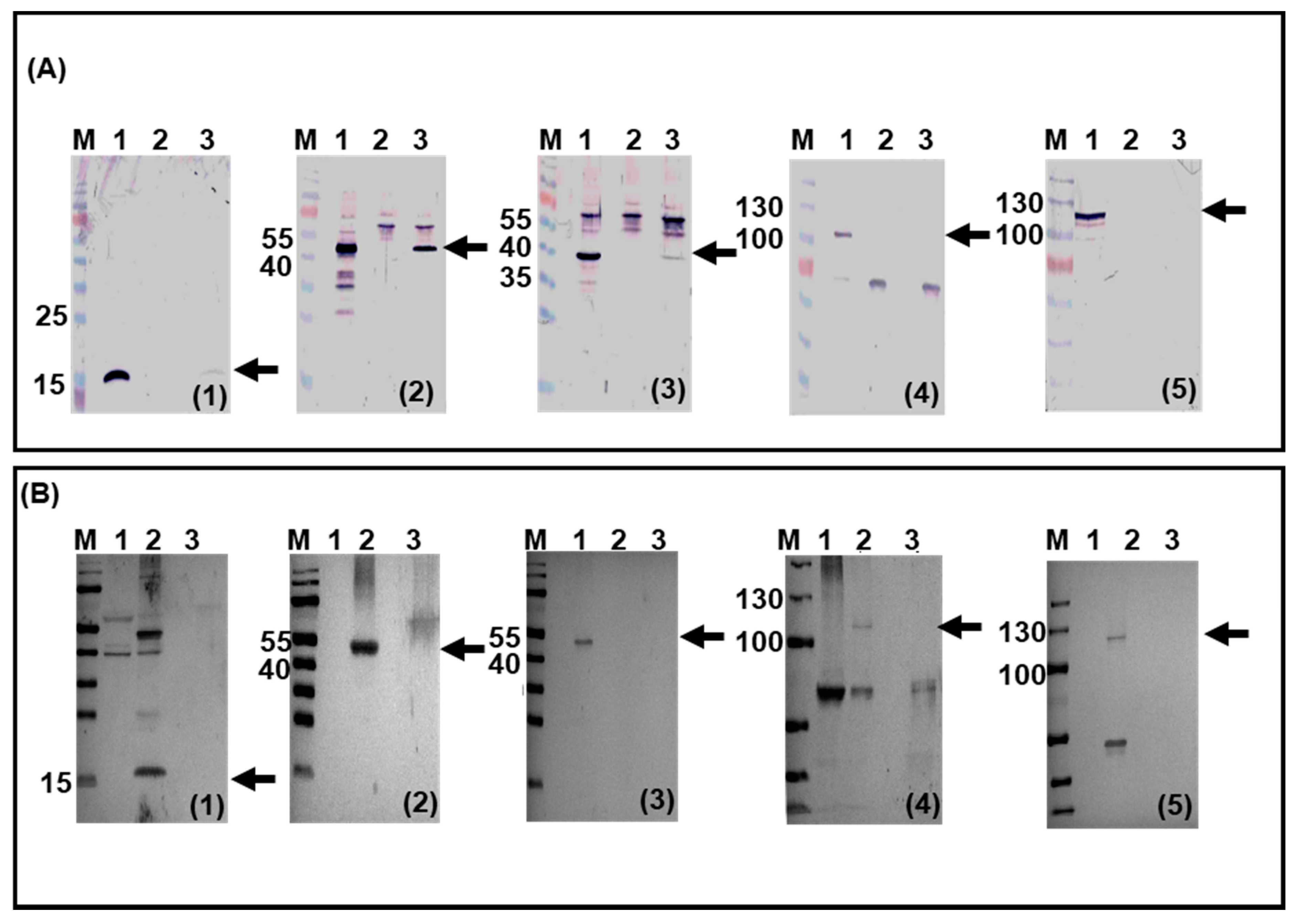 Viruses 12 01431 g004
