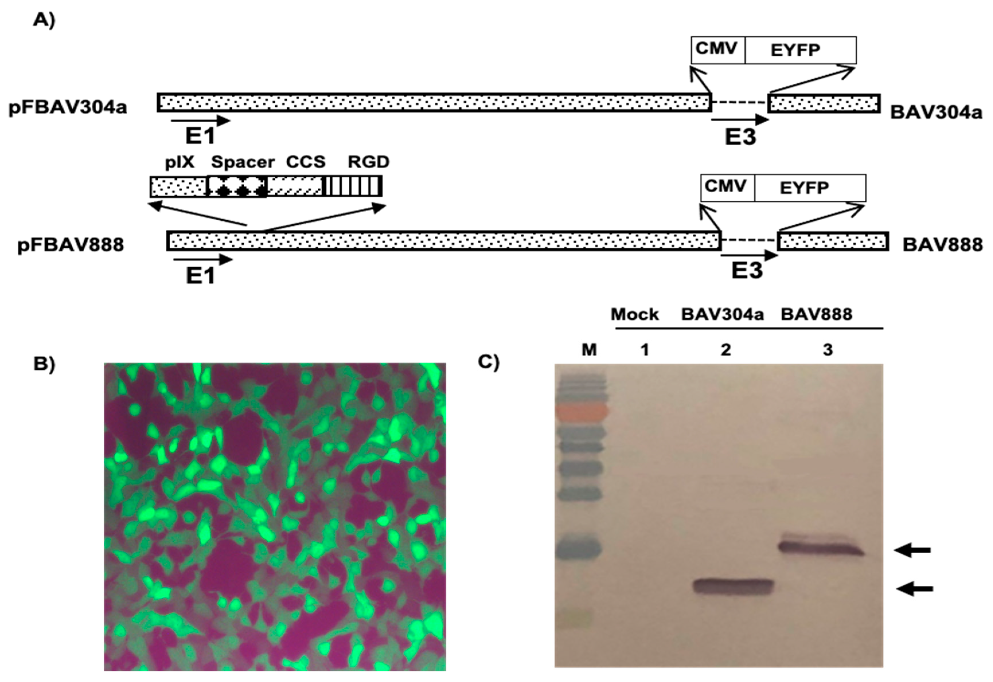 Viruses 12 01431 g005