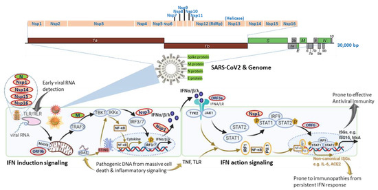 Viruses 12 01433 g001 550