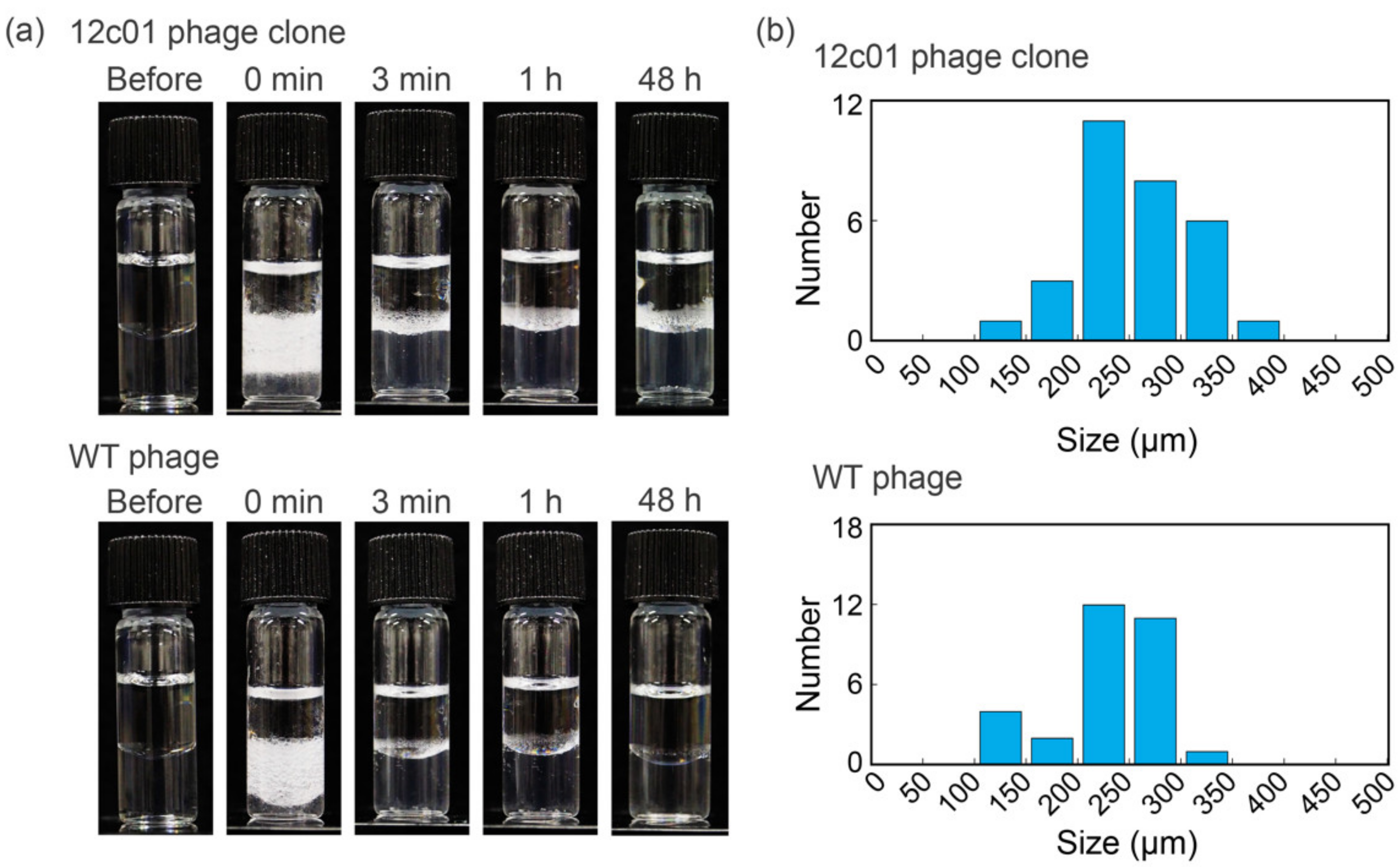 Viruses 12 01442 g002