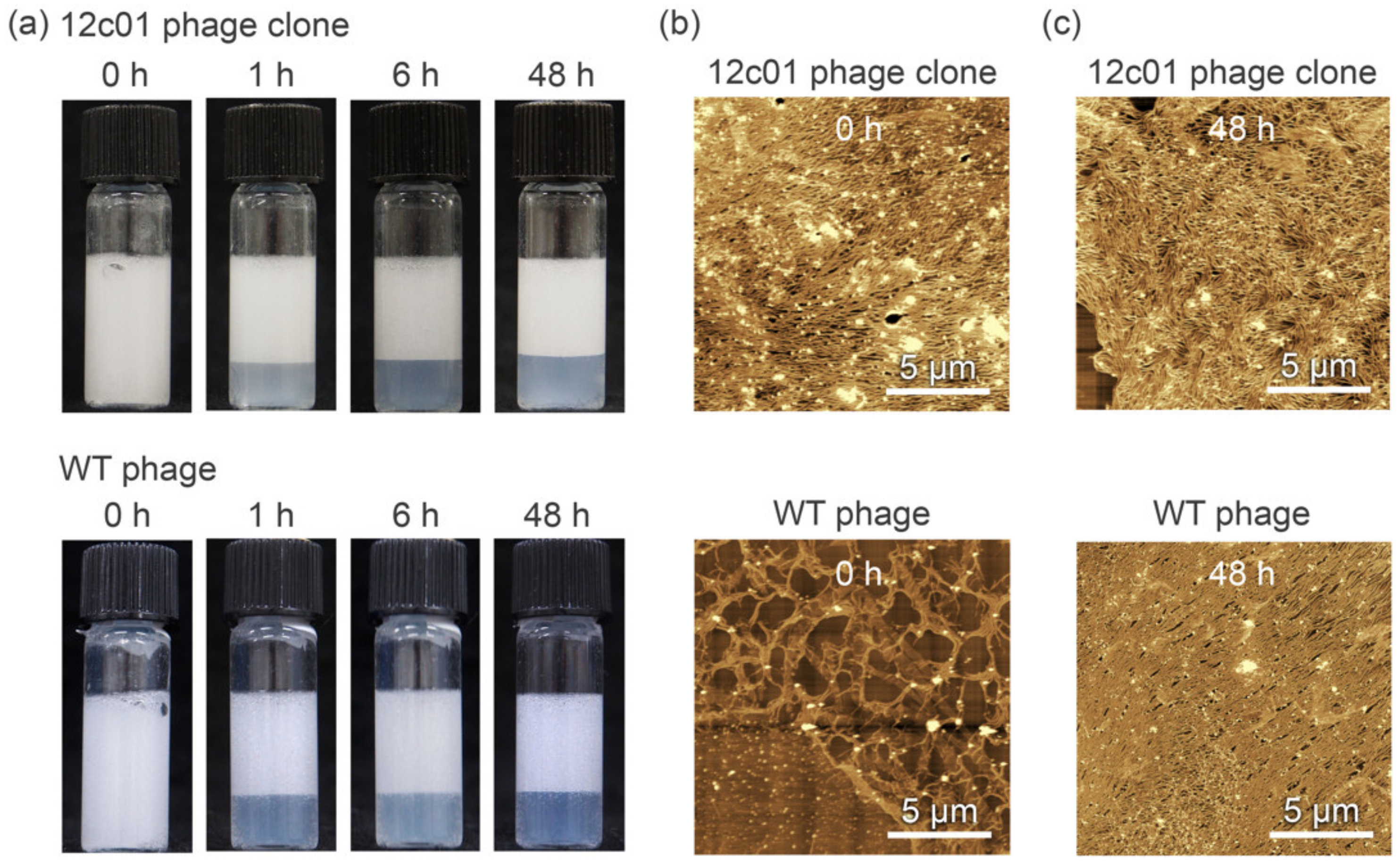 Viruses 12 01442 g003