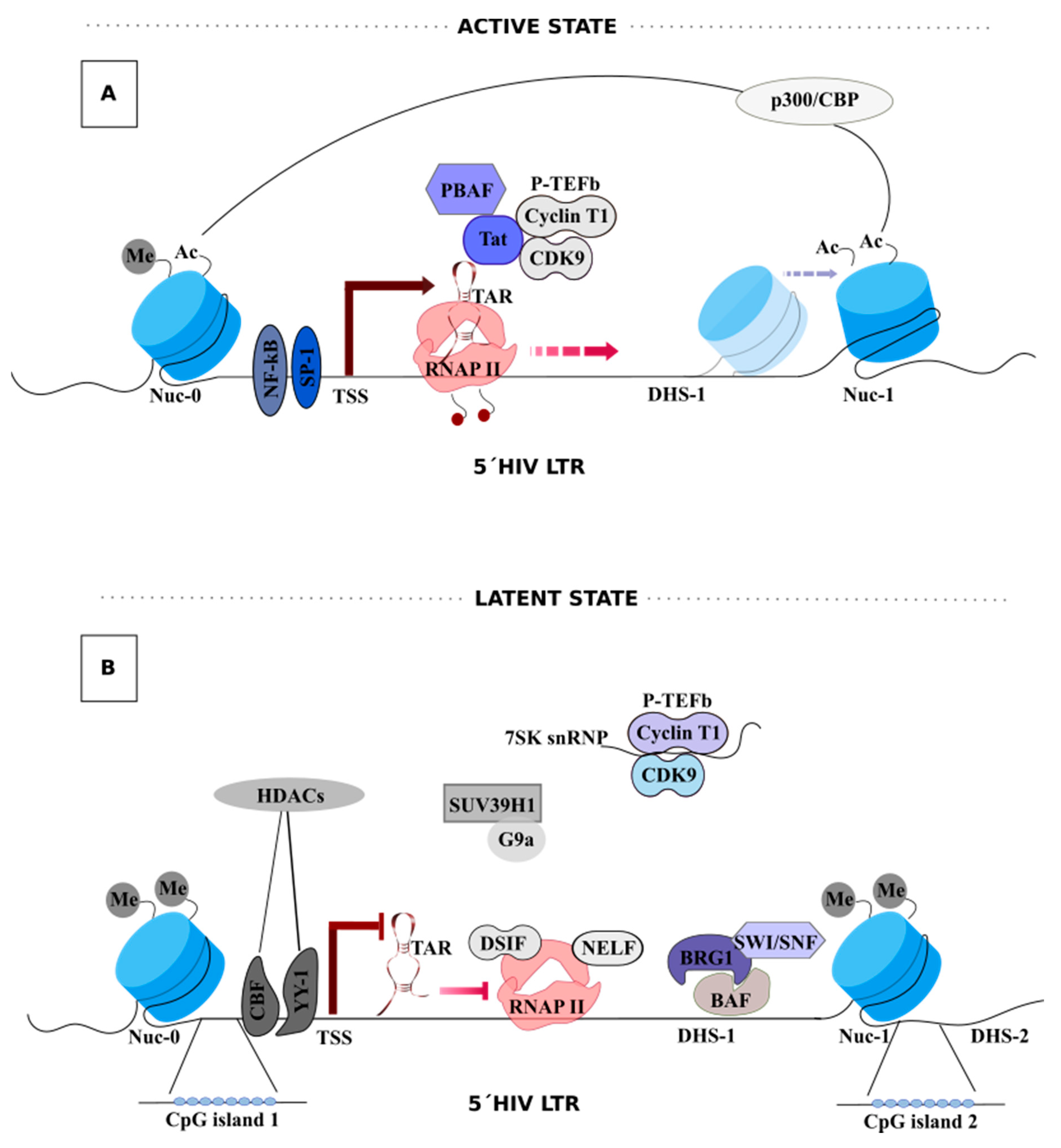 Viruses 12 01443 g001