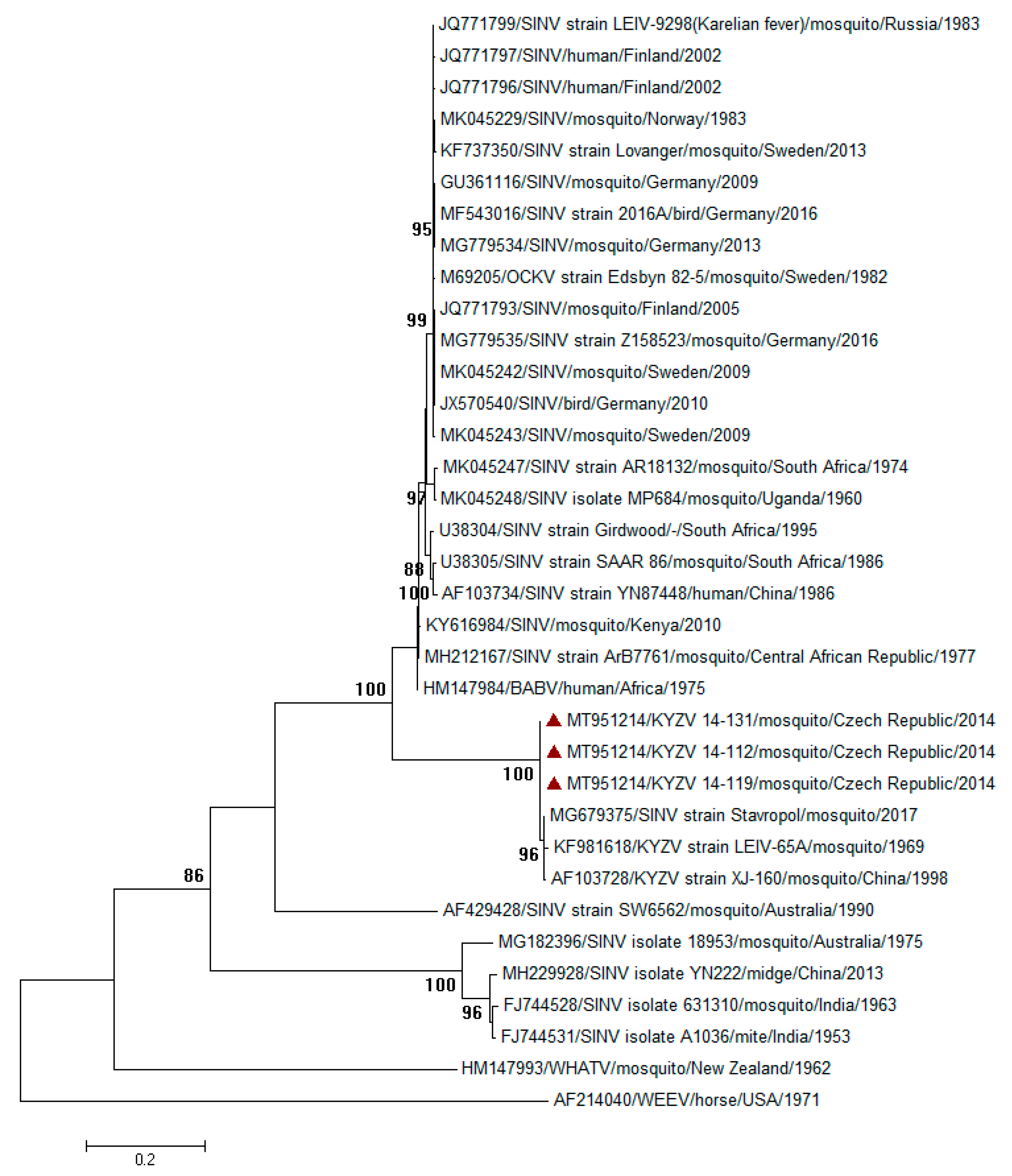 Viruses 12 01445 g001