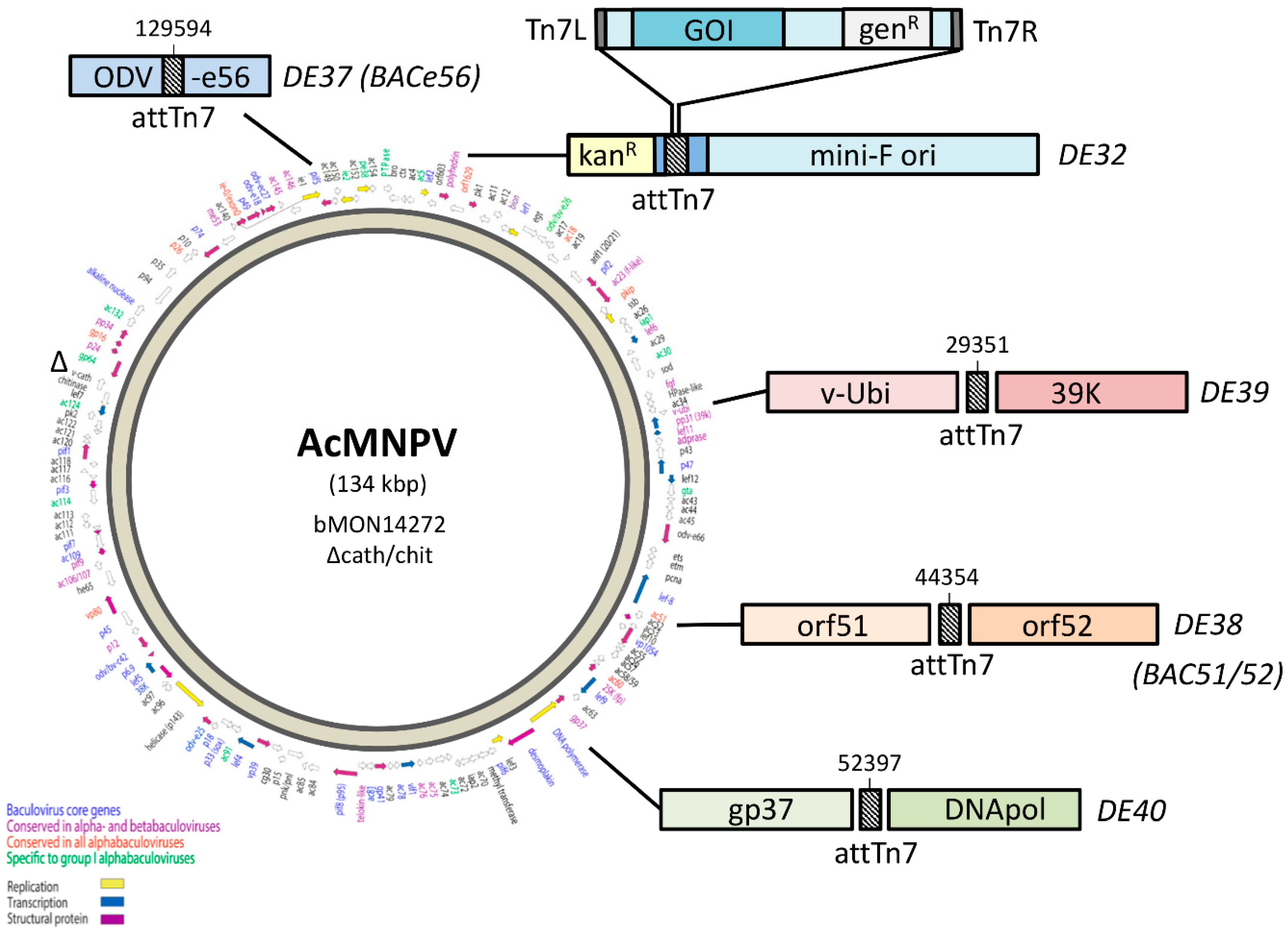 Viruses Free FullText Relocation of the attTn7 Transgene Insertion