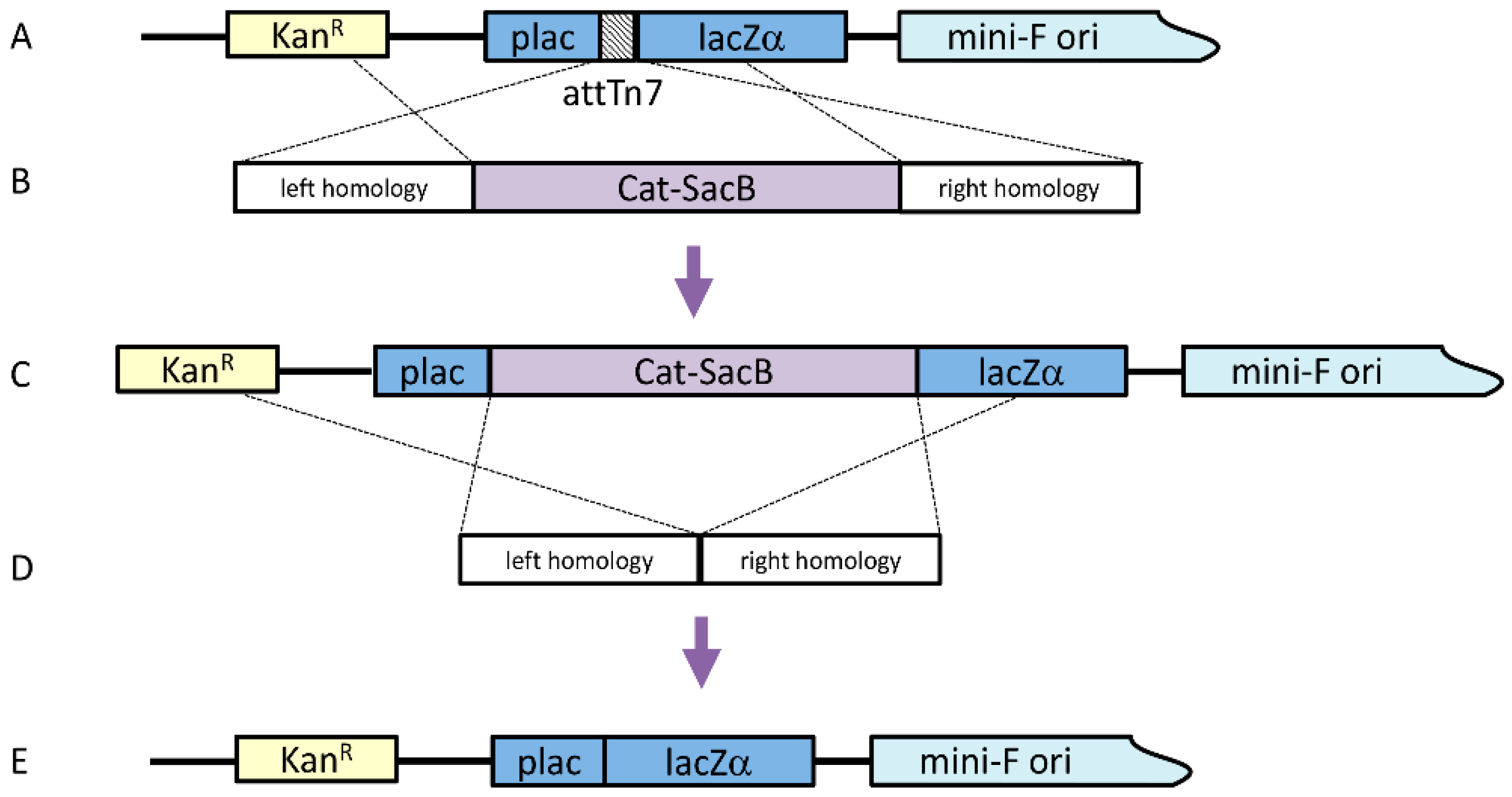 Viruses 12 01448 g002