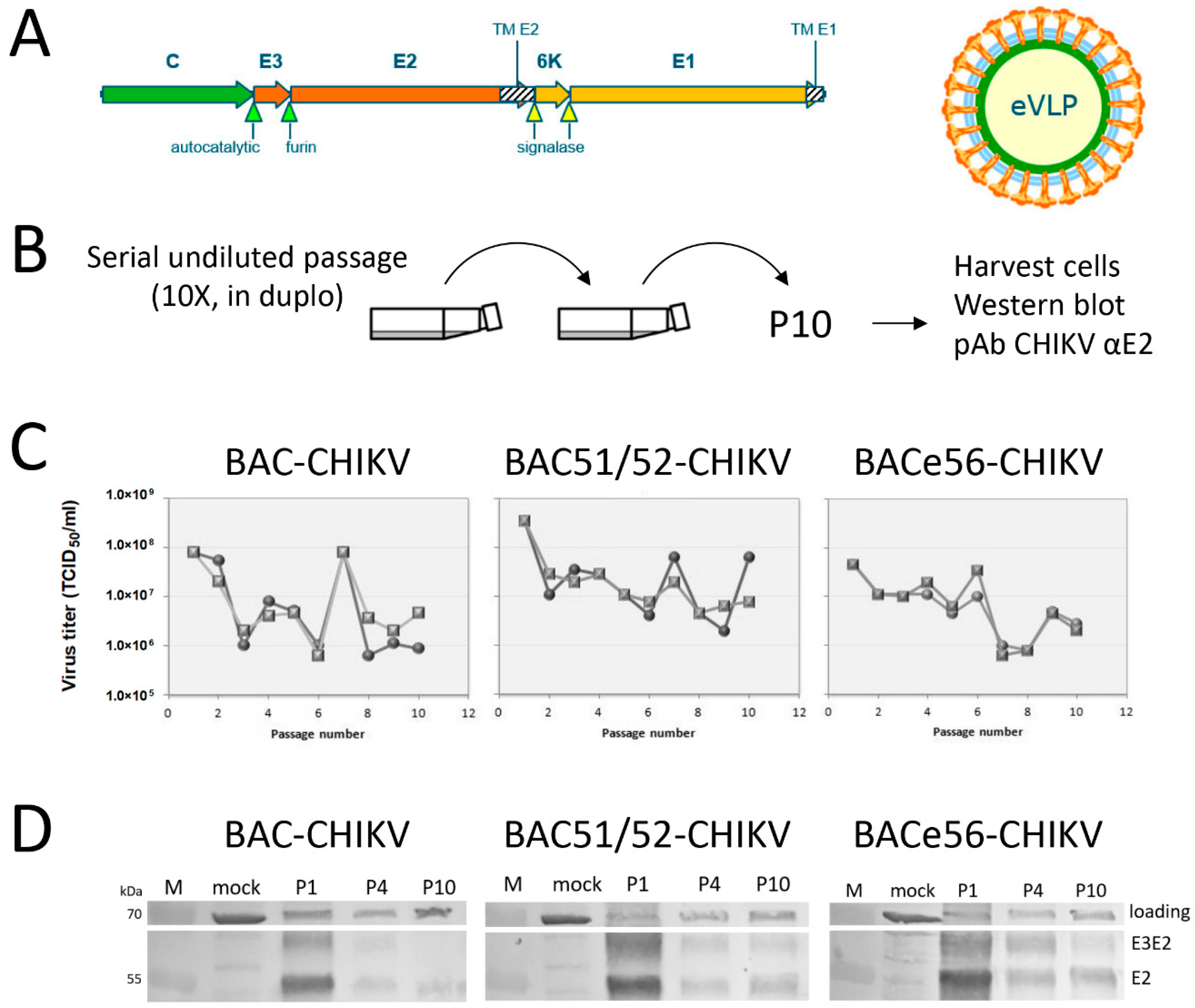 Viruses 12 01448 g005
