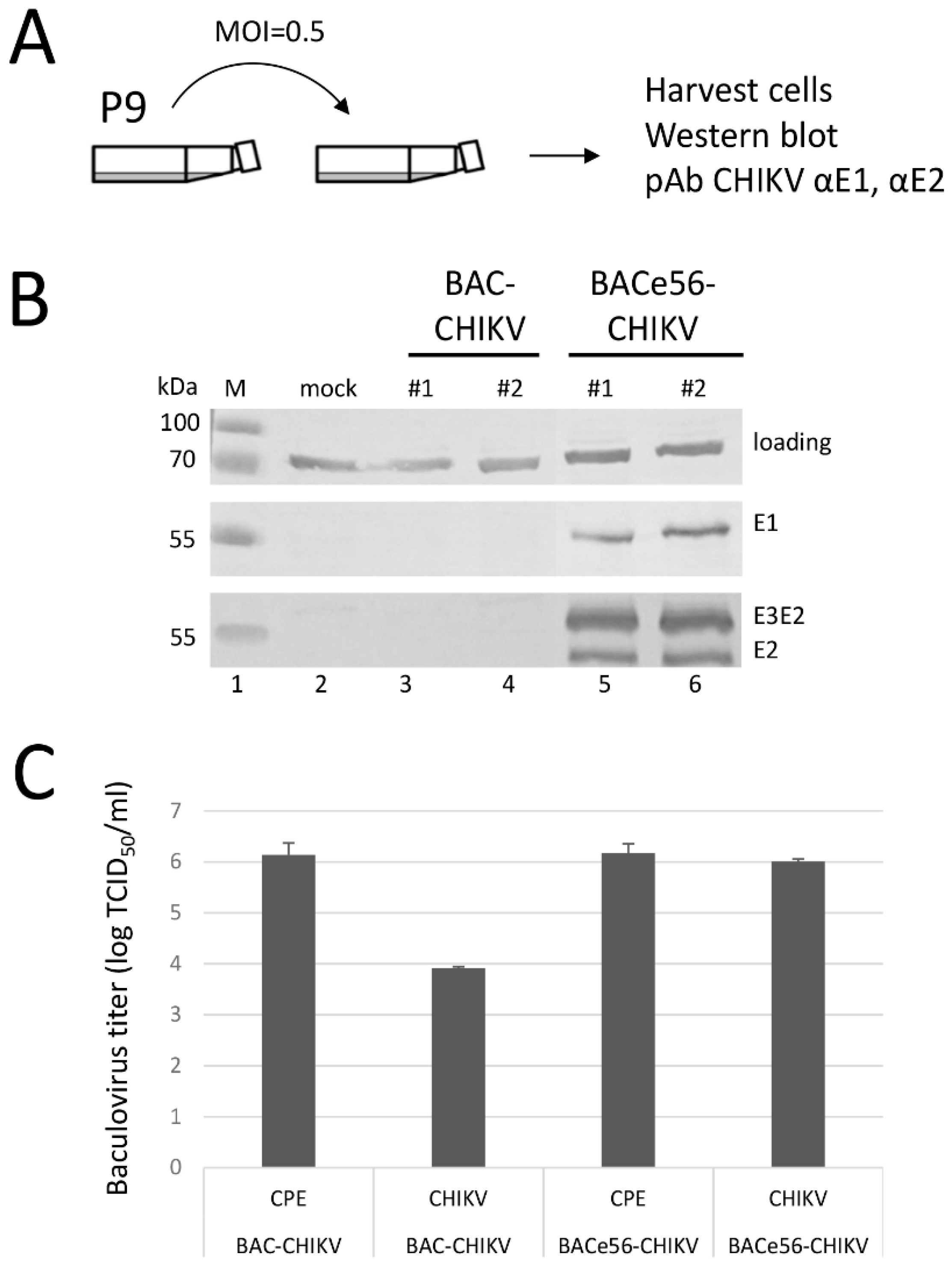Viruses 12 01448 g006