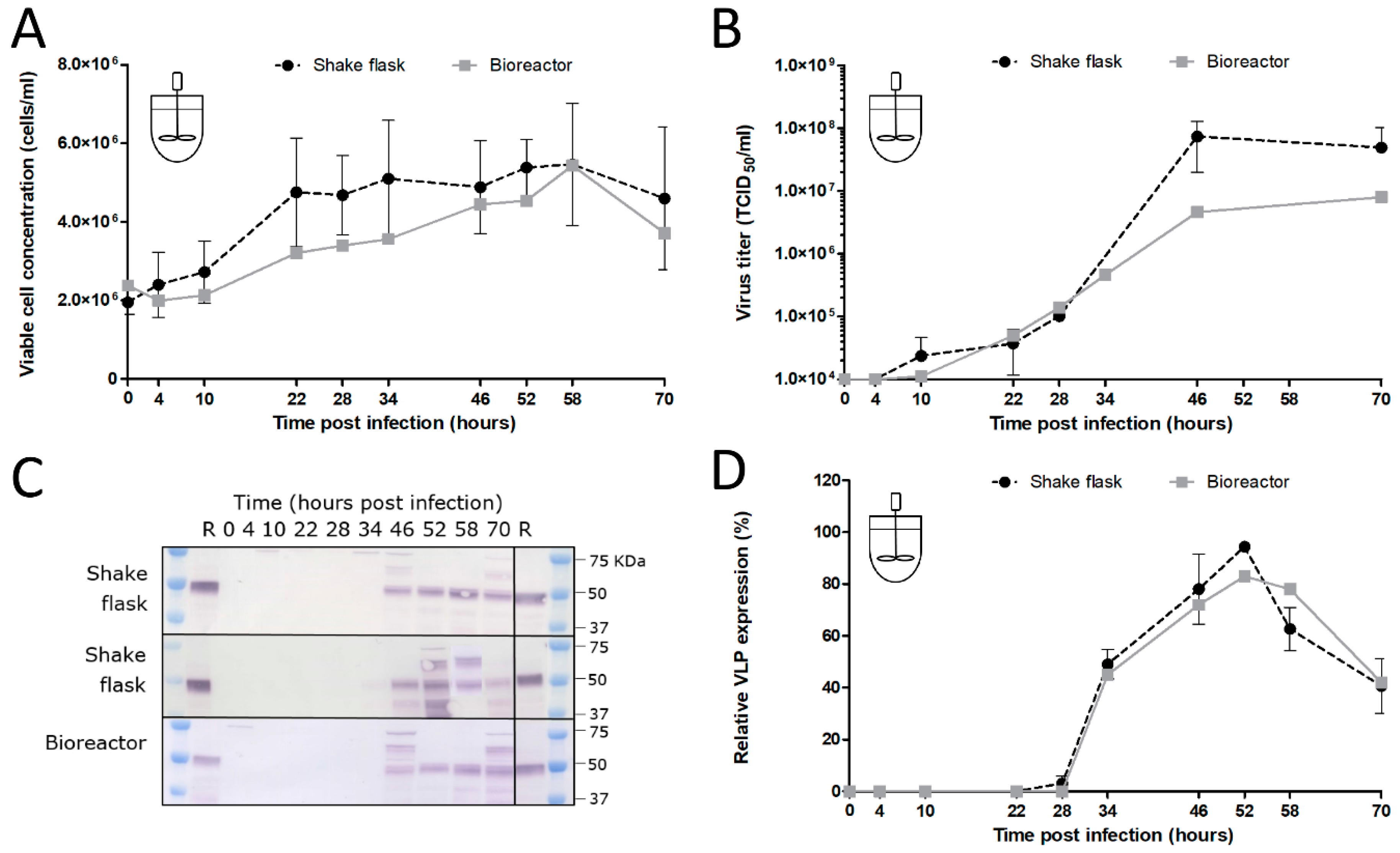 Viruses 12 01448 g009