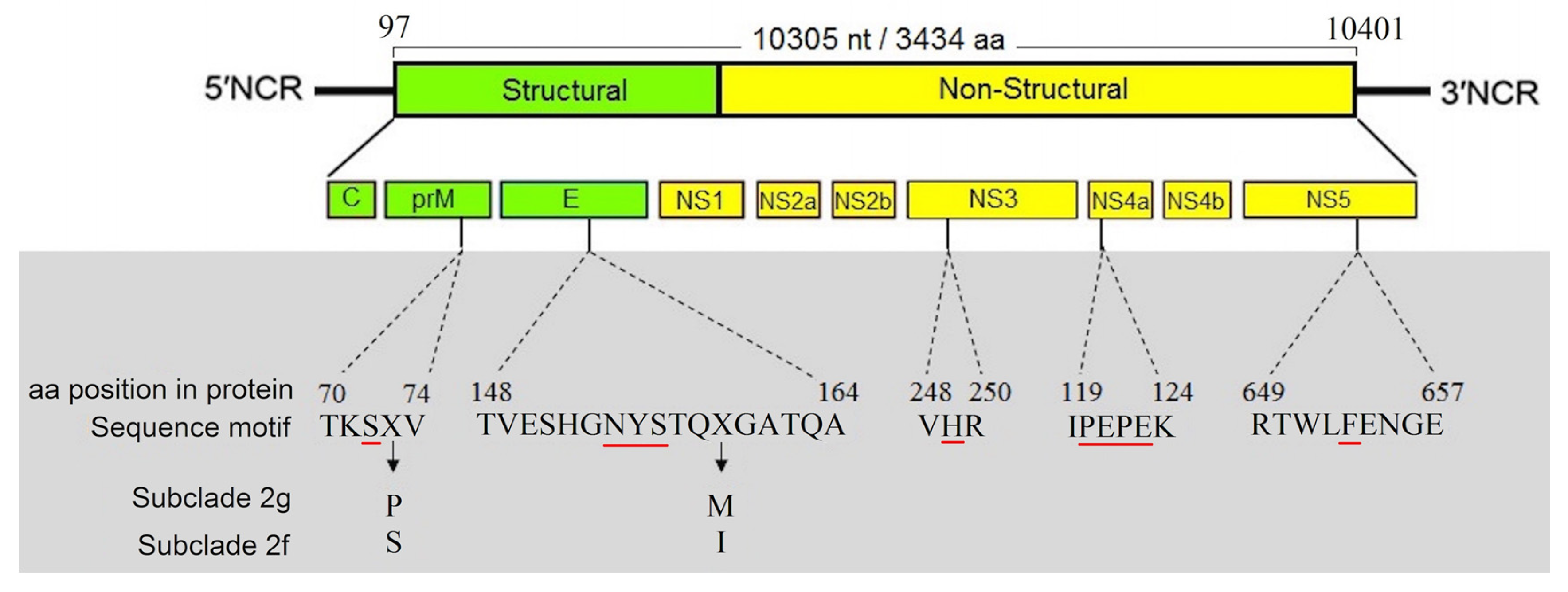 Viruses 12 01449 g003