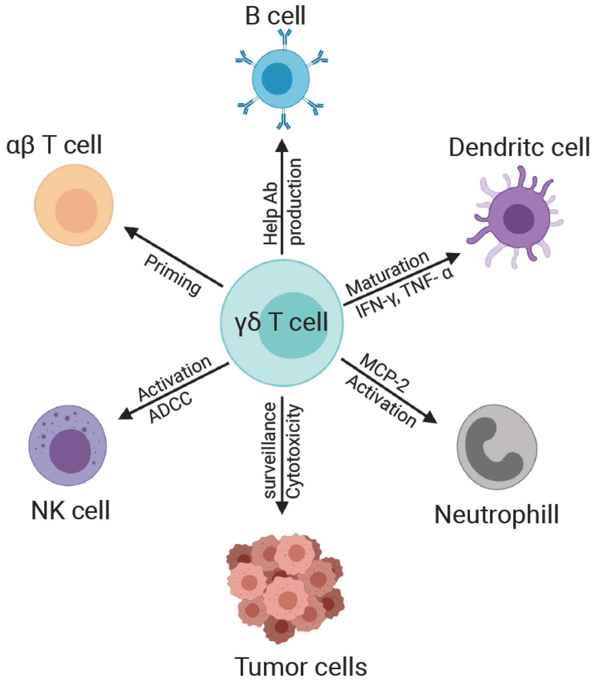 Viruses 12 01455 g002