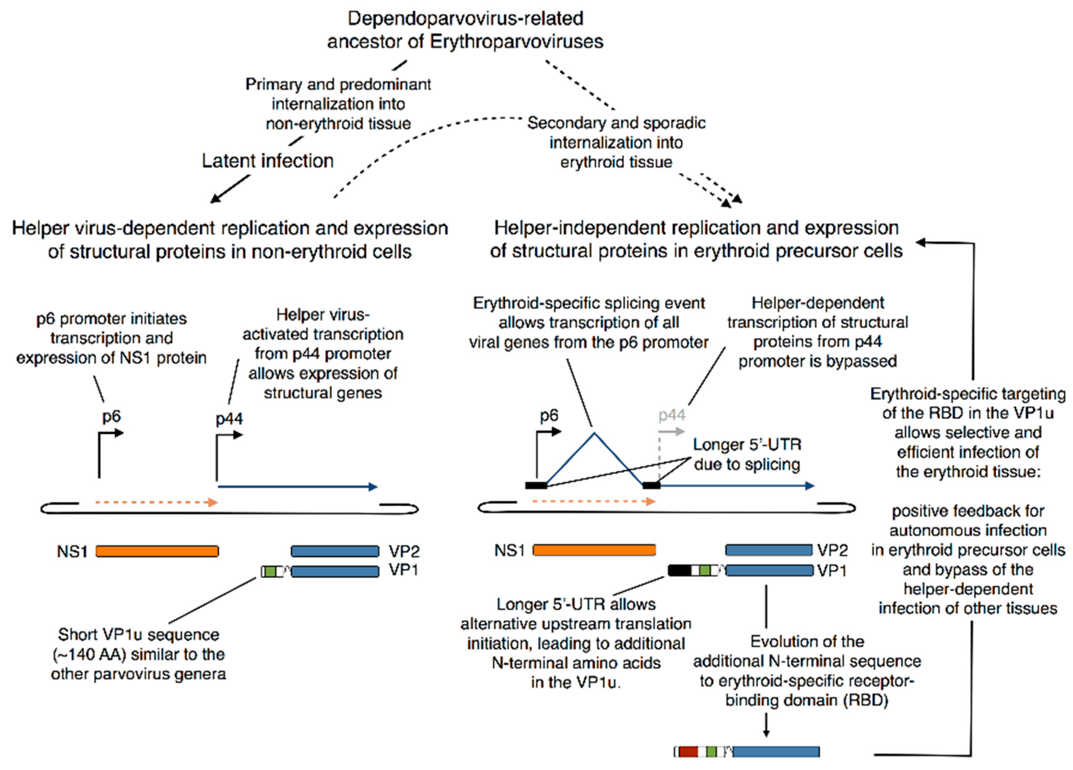 Viruses 12 01463 g005 Viruses 12 01463 g005