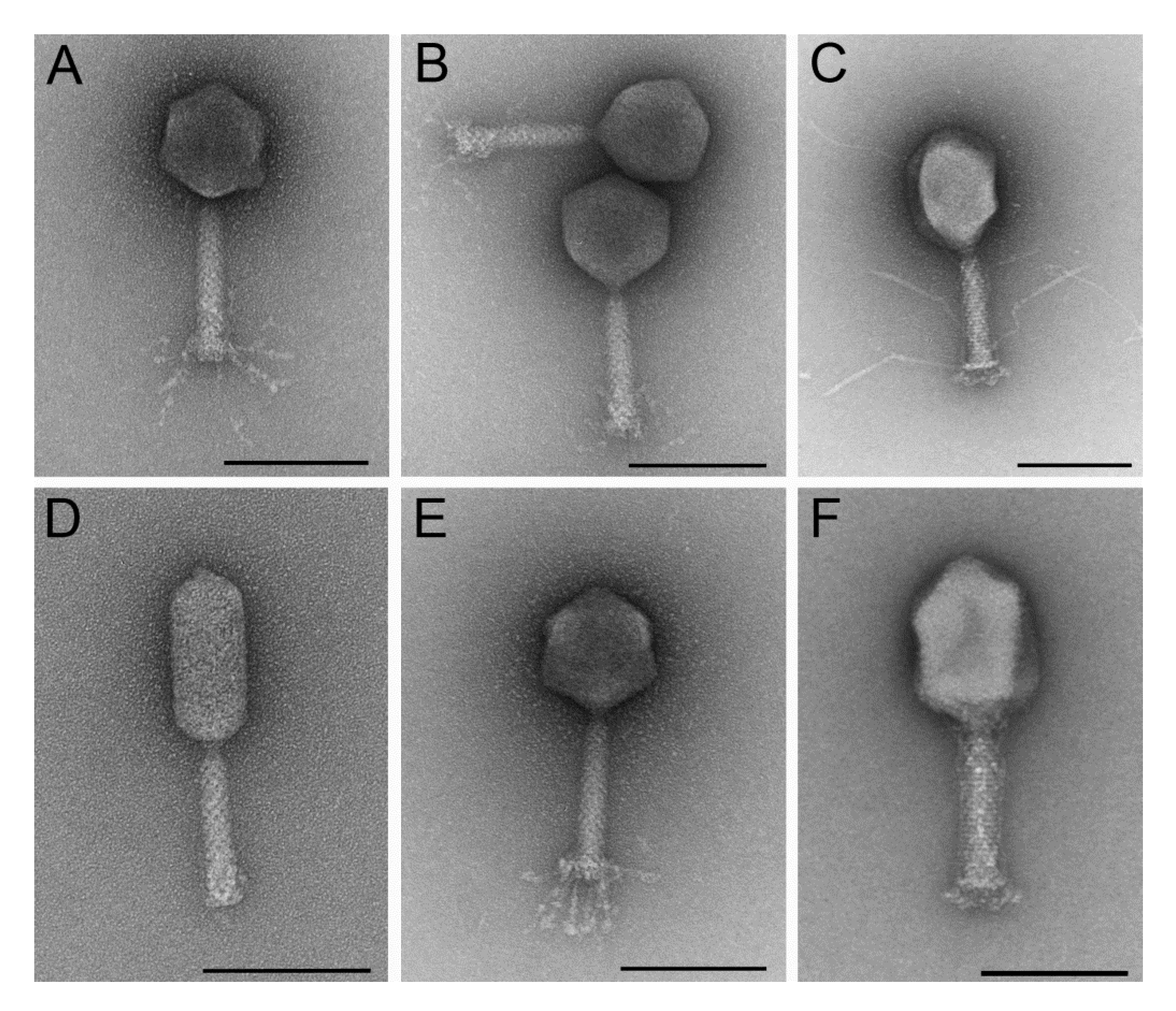 Viruses 12 01470 g001 Viruses 12 01470 g001