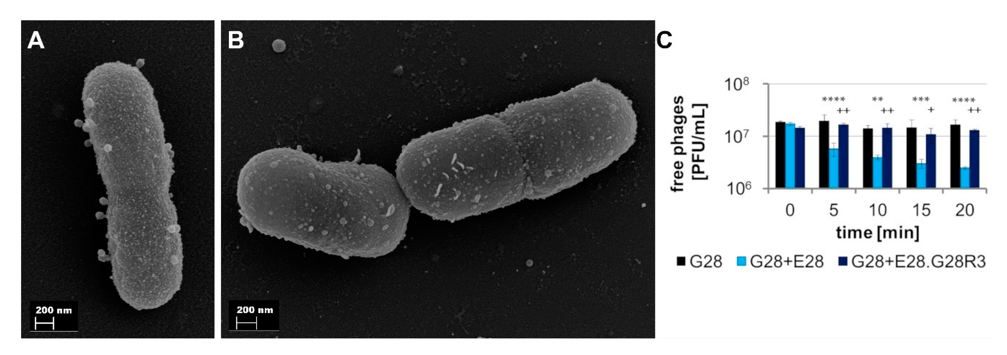 Viruses 12 01470 g005 Viruses 12 01470 g005