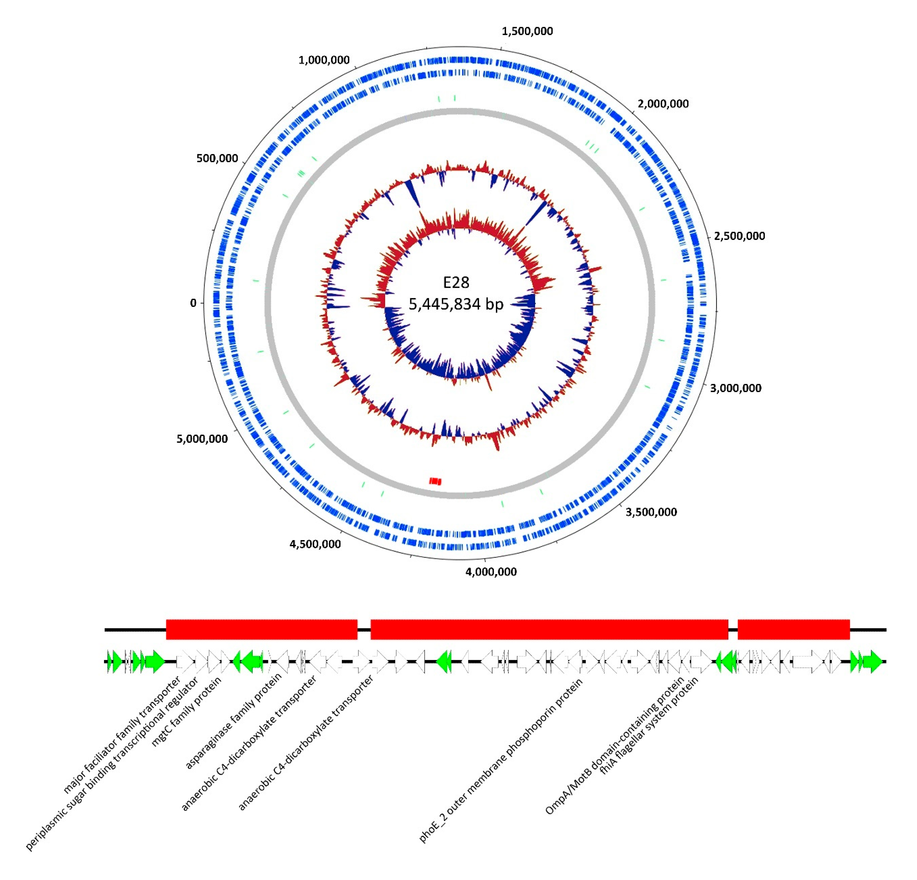 Viruses 12 01470 g006 Viruses 12 01470 g006