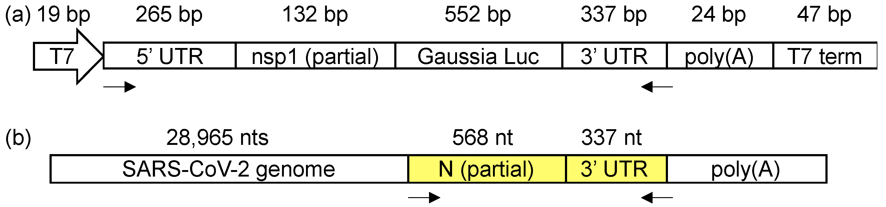 Viruses 12 01473 g001