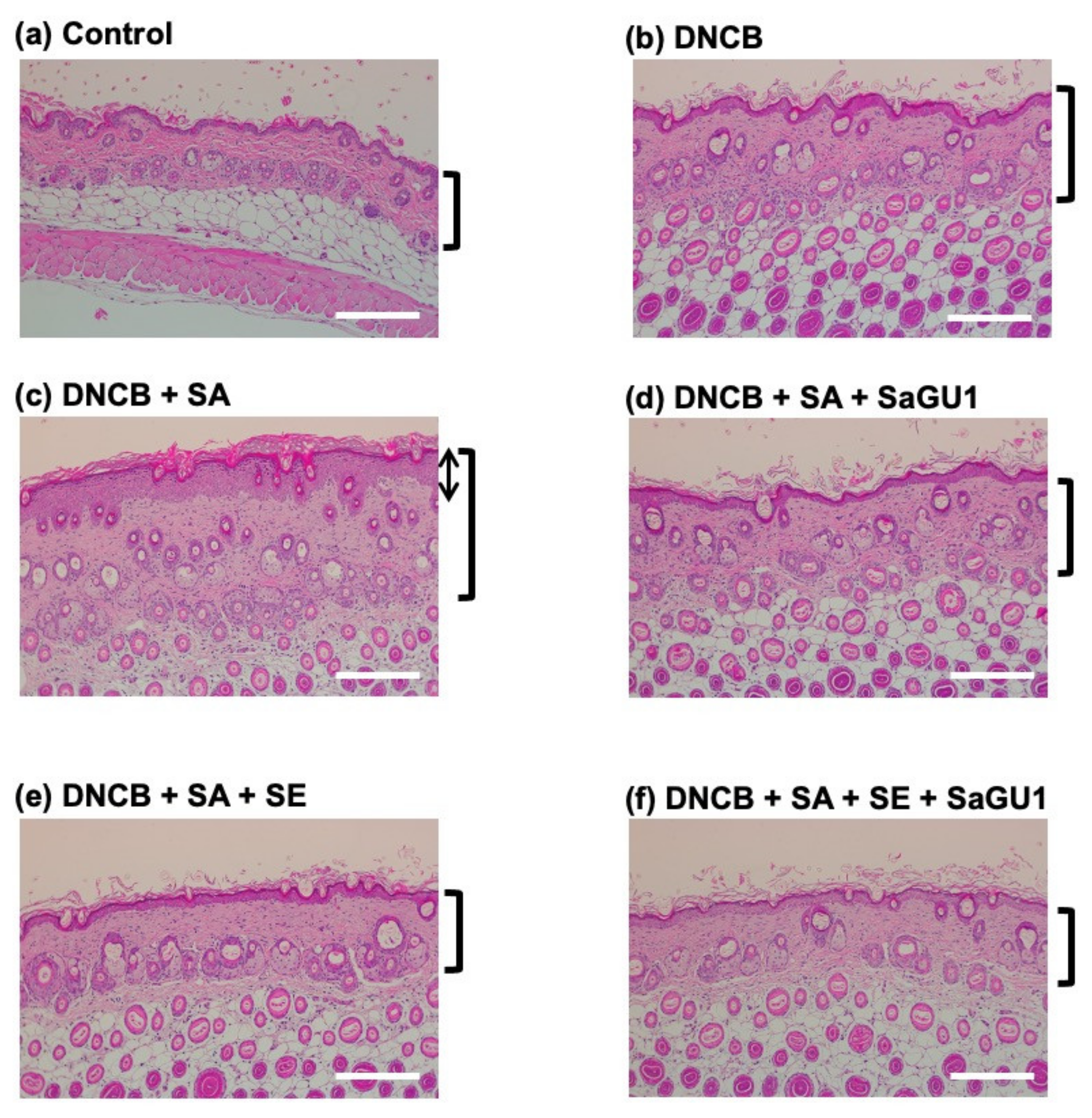 Viruses 13 00007 g006