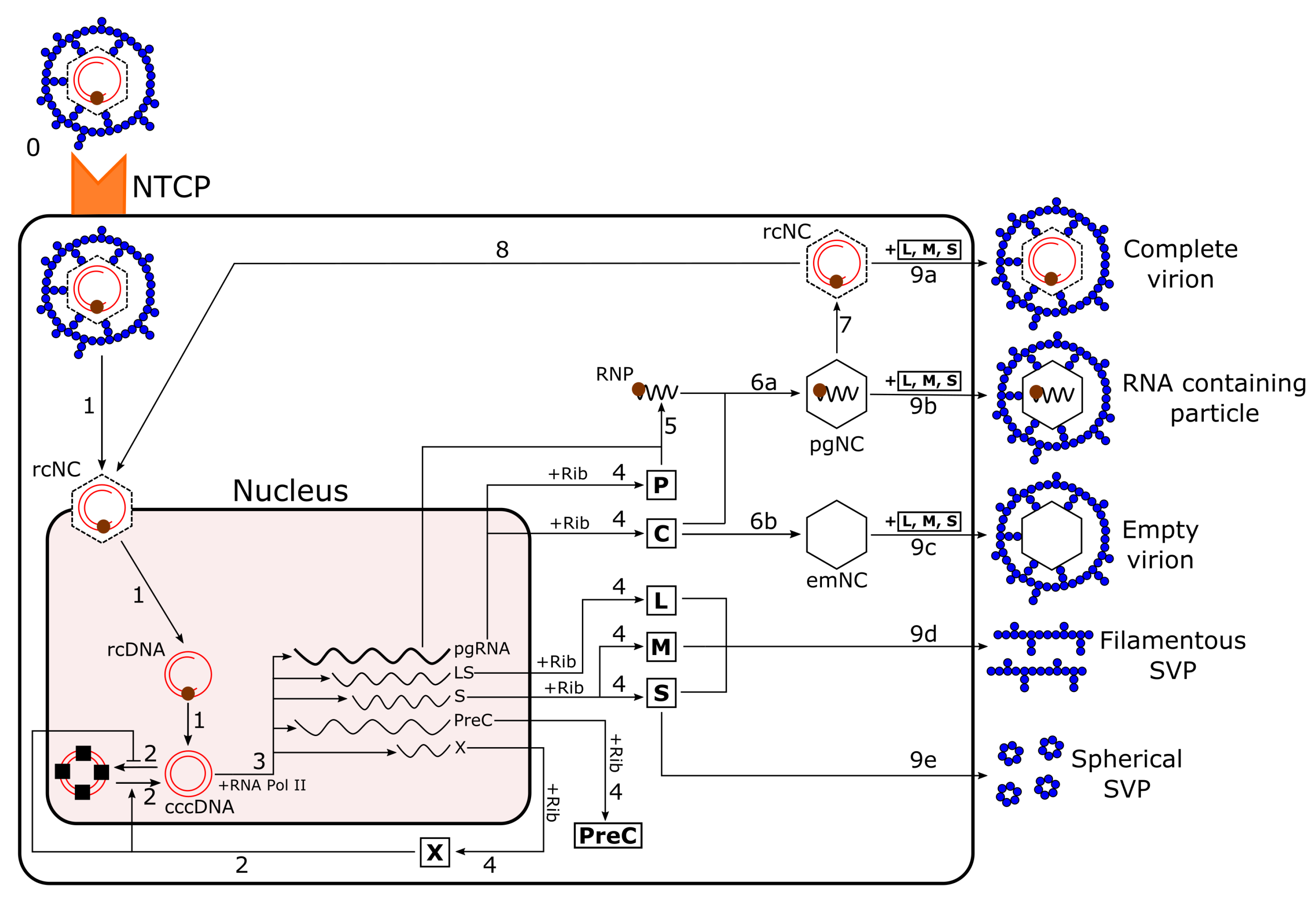 Viruses 13 00011 g001
