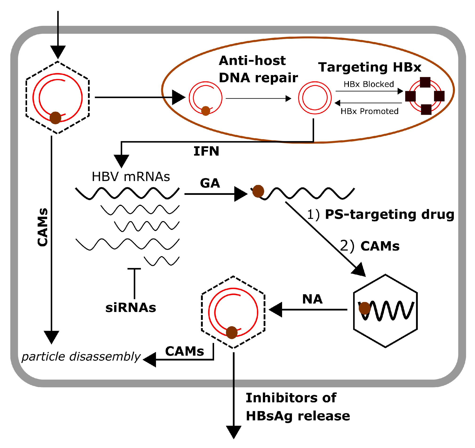 Viruses 13 00011 g002