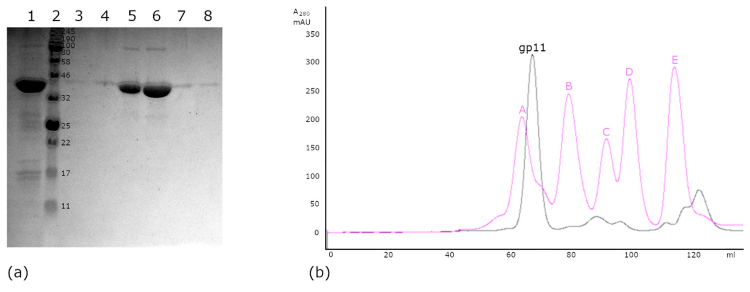 Viruses Free Full Text Biochemical And Biophysical Characterization Of The Dsdna Packaging Motor From The Lactococcus Lactis Bacteriophage Asccphi28 Html