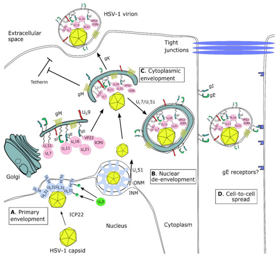 Herpes simplex virus enhances chemokine function through modulation of  receptor trafficking and oligomerization