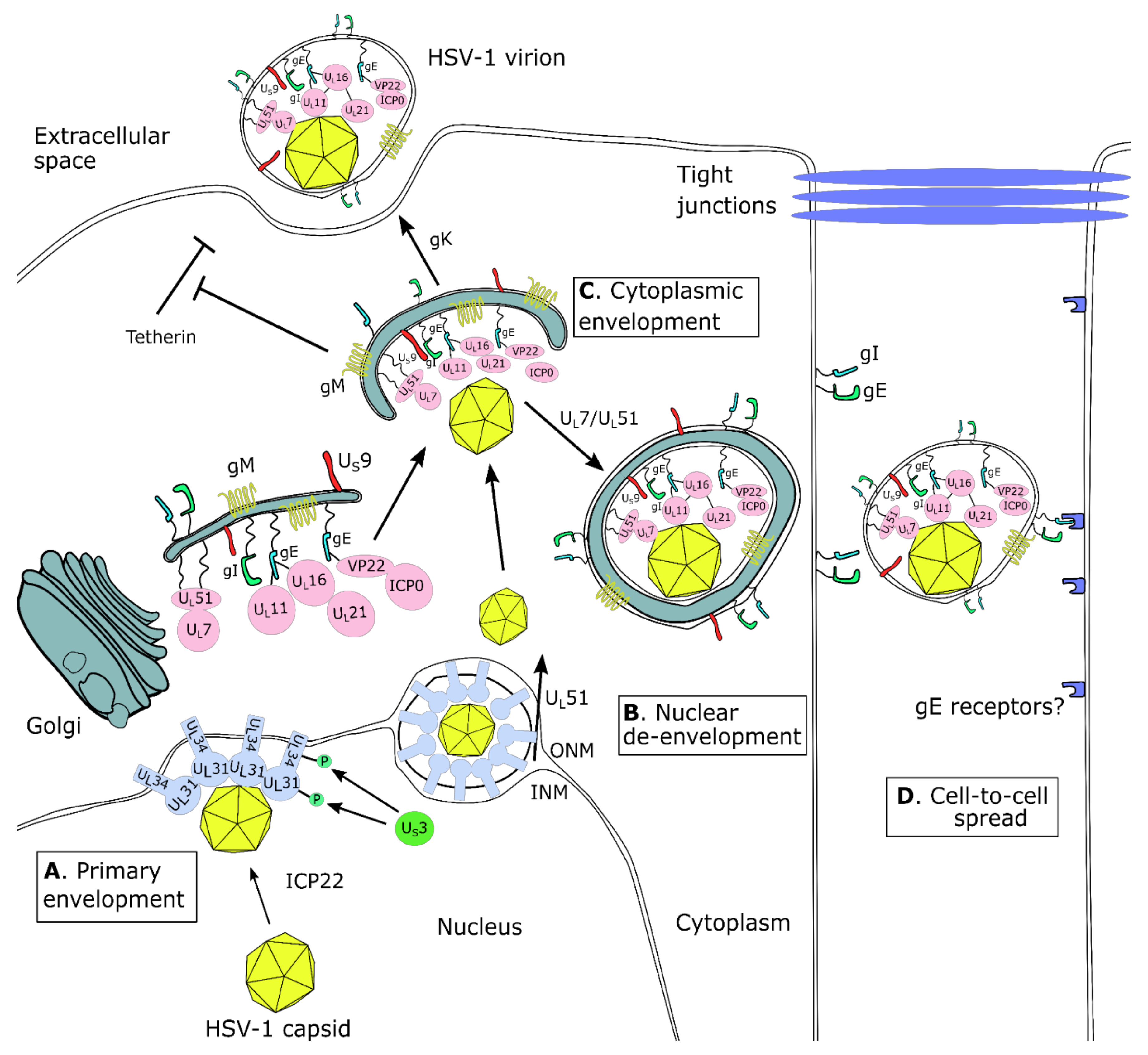 prostatitis és egres