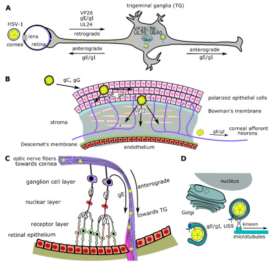 VACV evades p62 via early gene-mediated nuclear relocation. A) Incoming