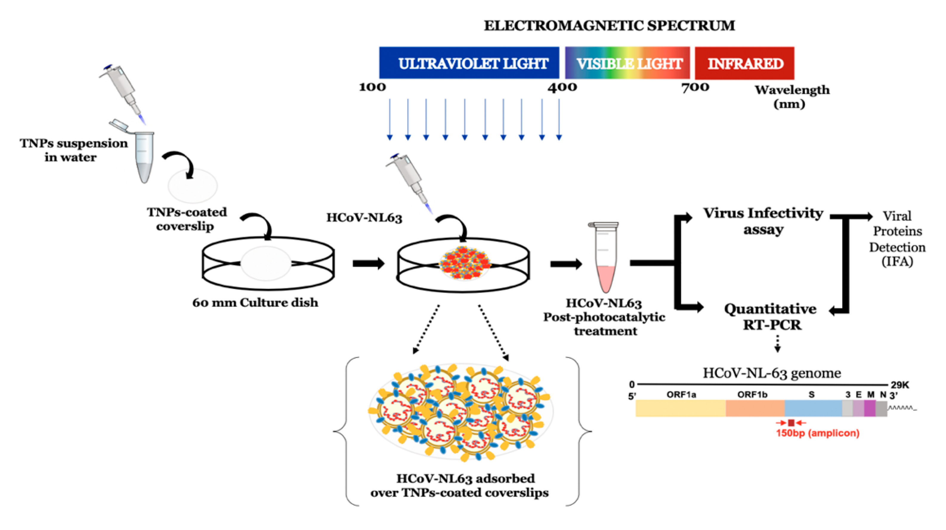 Viruses 13 00019 g001 Viruses 13 00019 g001
