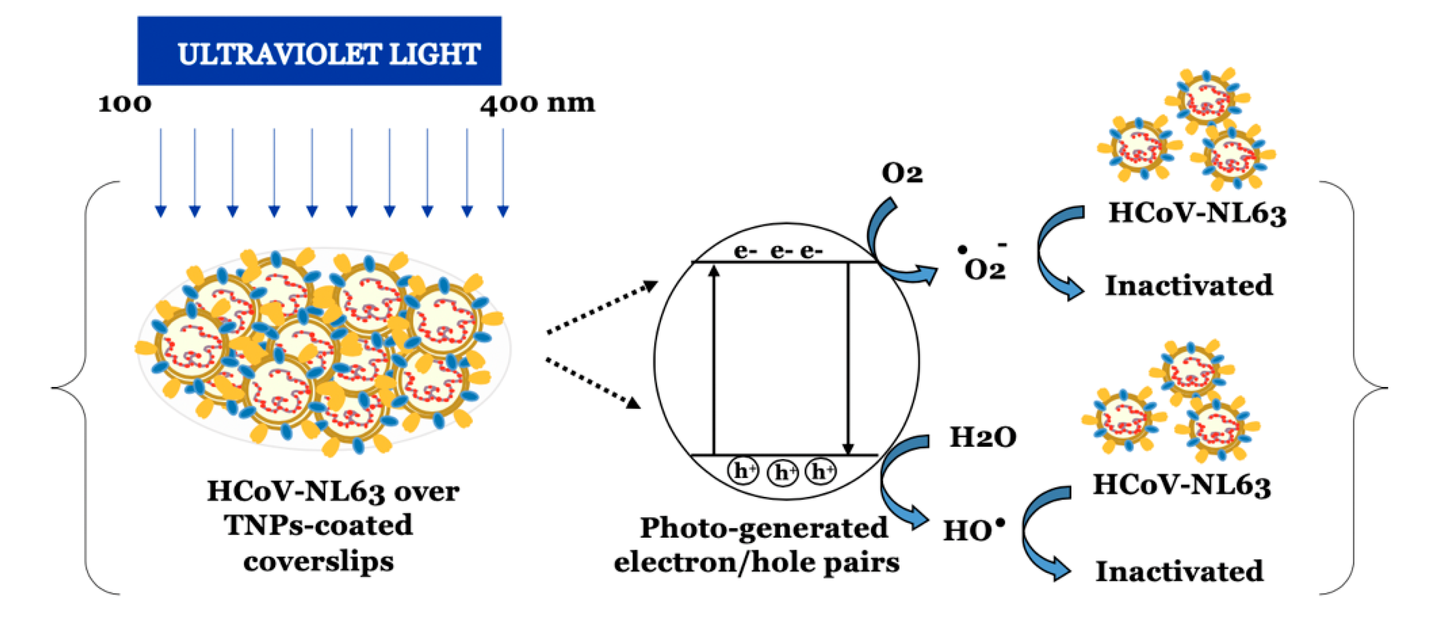Viruses 13 00019 g006 Viruses 13 00019 g006