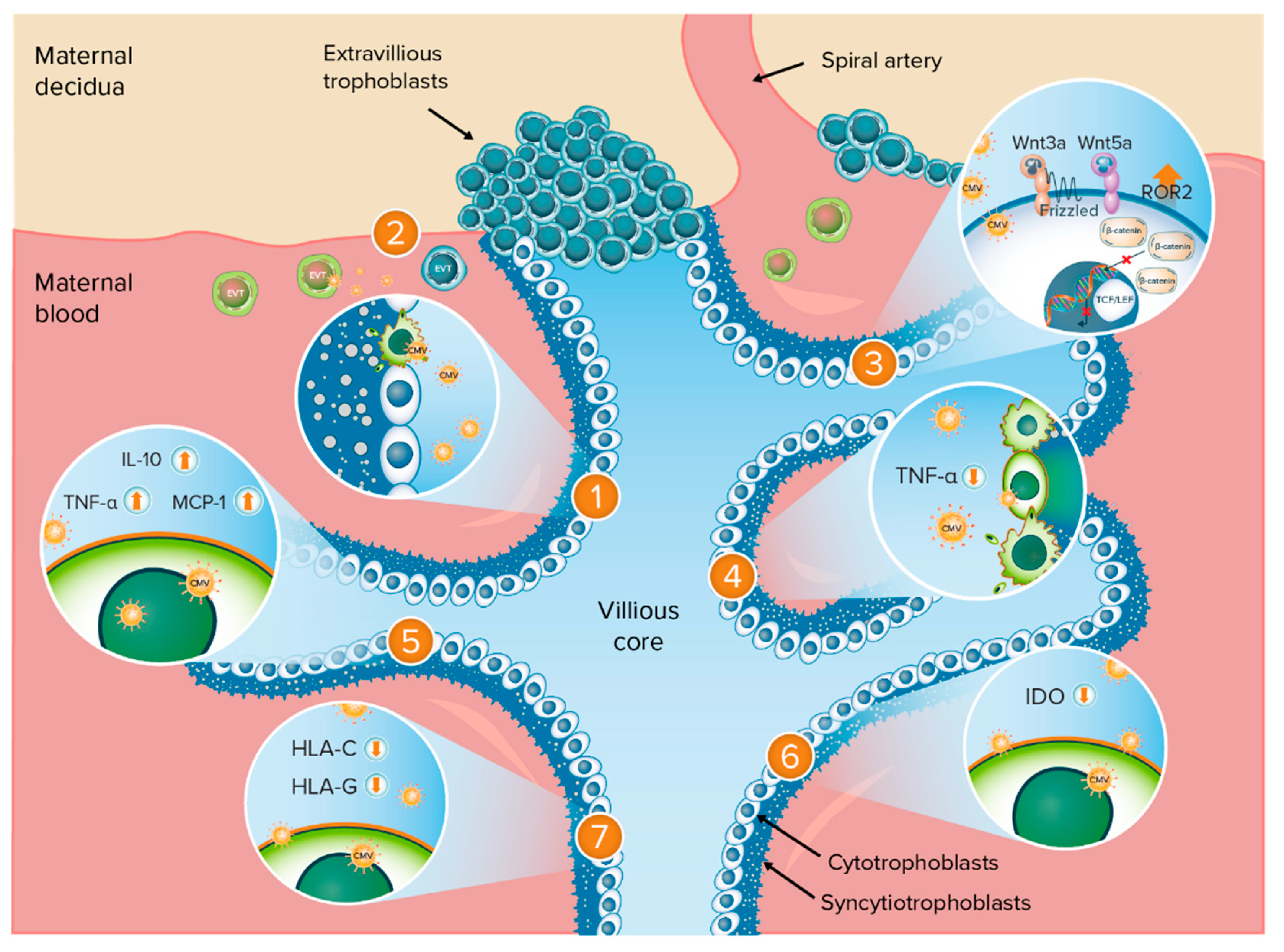 Viruses Free Full Text The Role Of Congenital Cytomegalovirus Infection In Adverse Birth Outcomes A Review Of The Potential Mechanisms Html