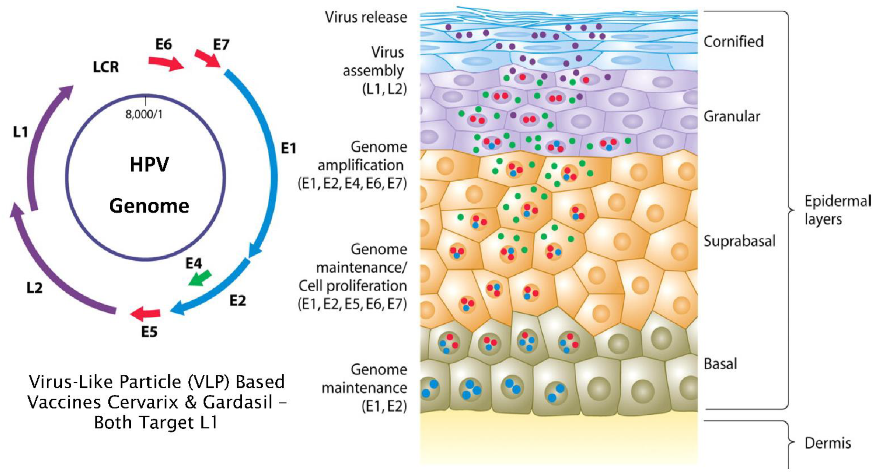 hpv virus cell structure