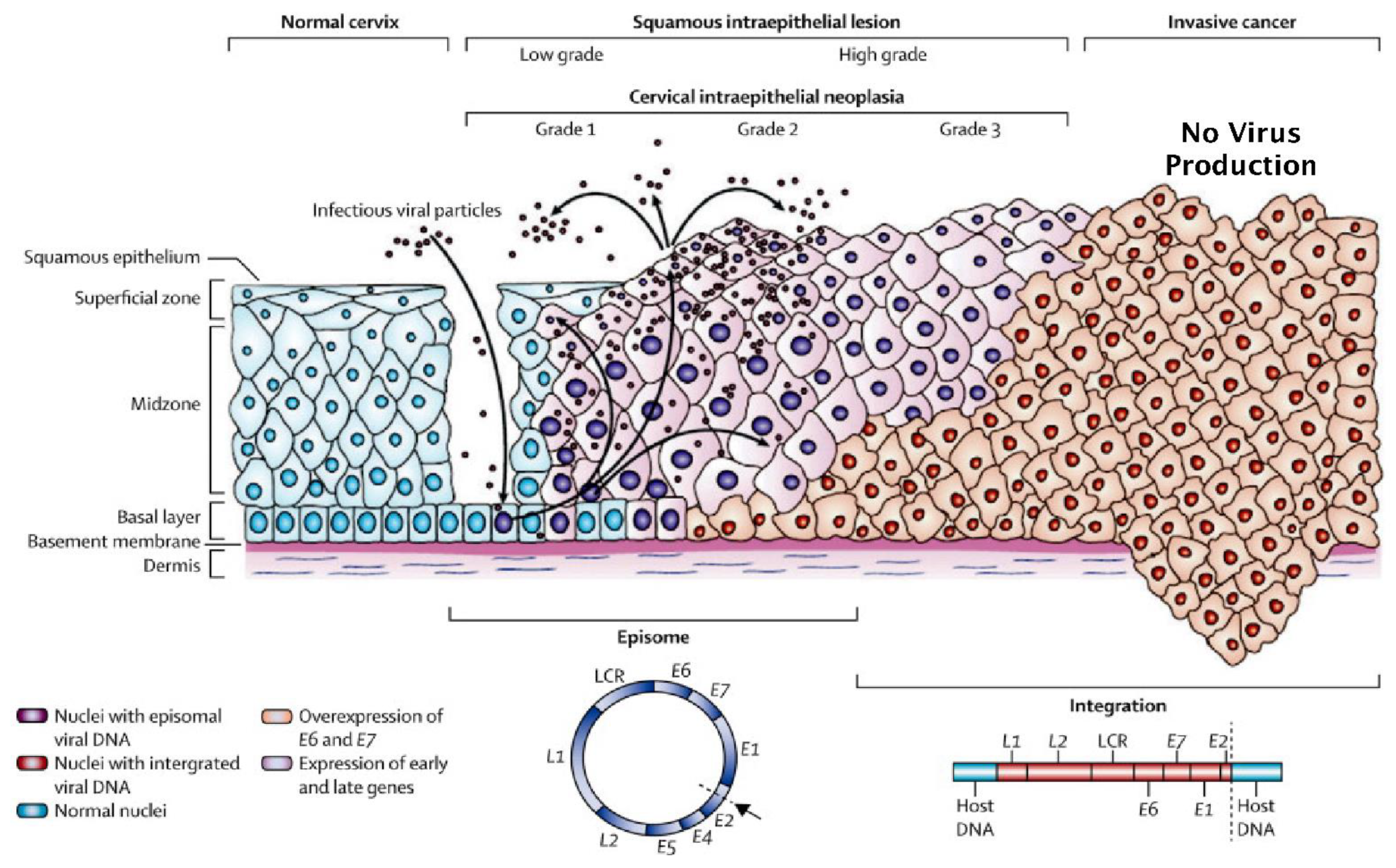 Viruses 13 00022 g002 Viruses 13 00022 g002