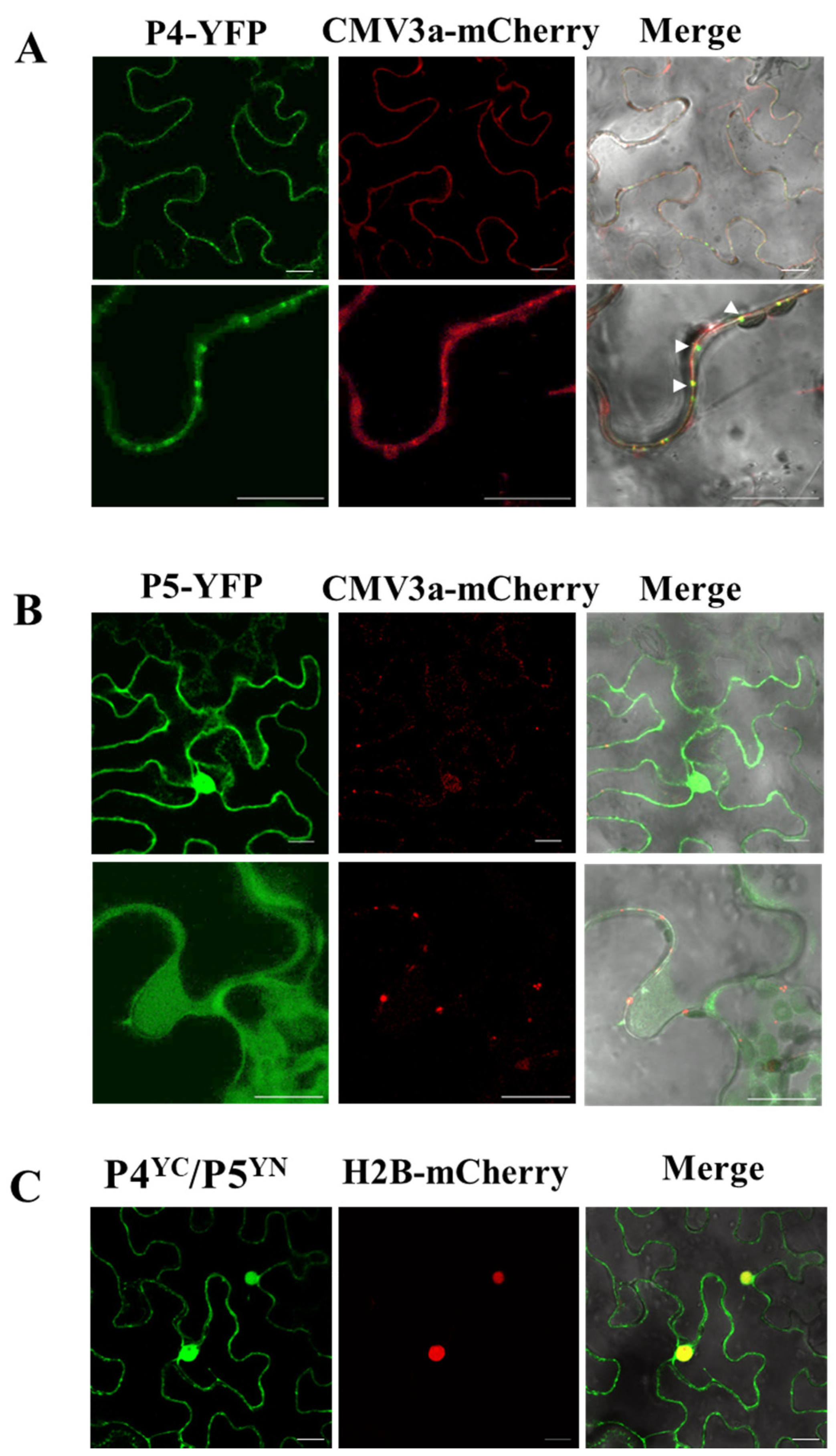 Viruses 13 00025 g005