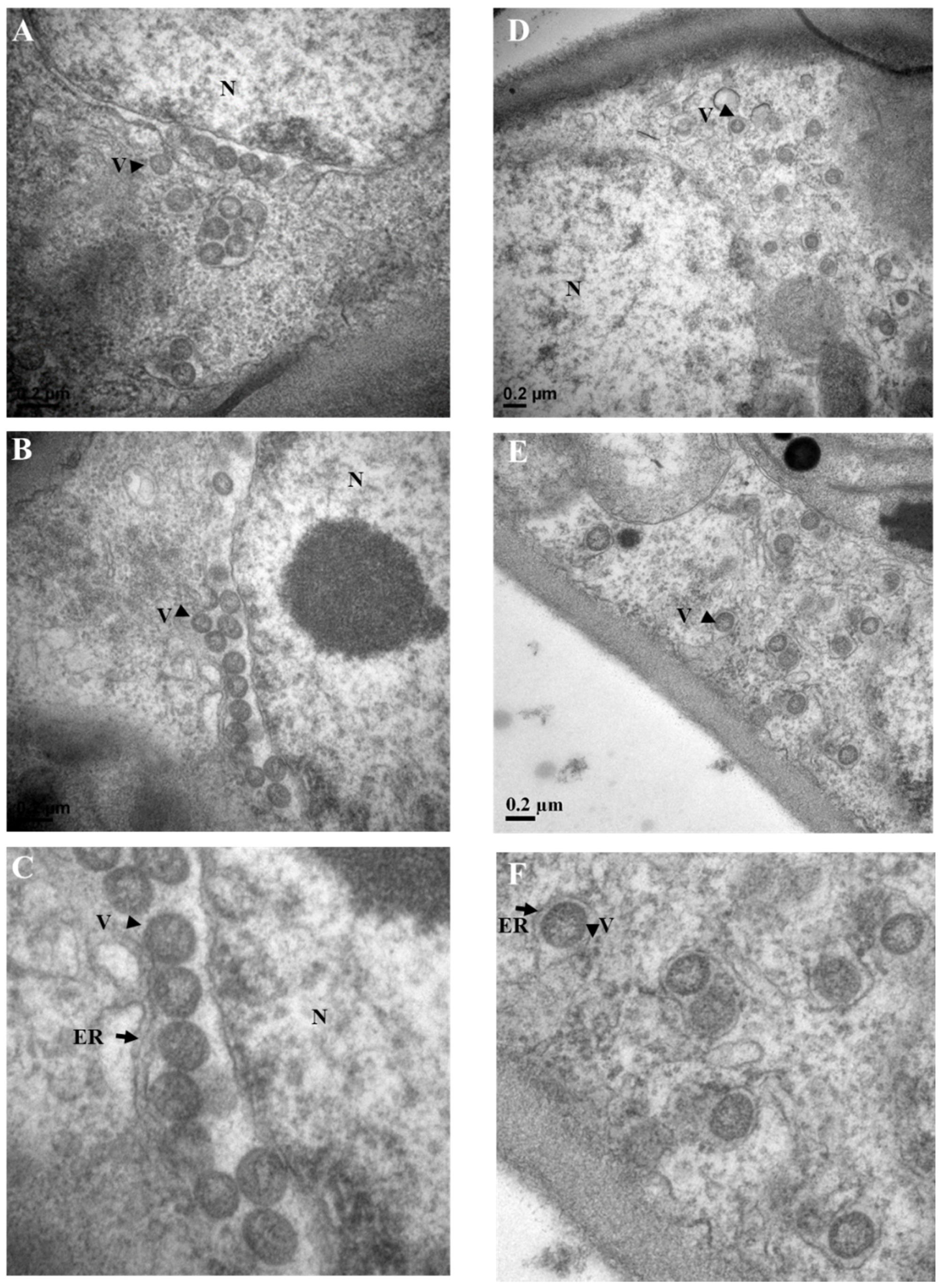 Viruses 13 00025 g006