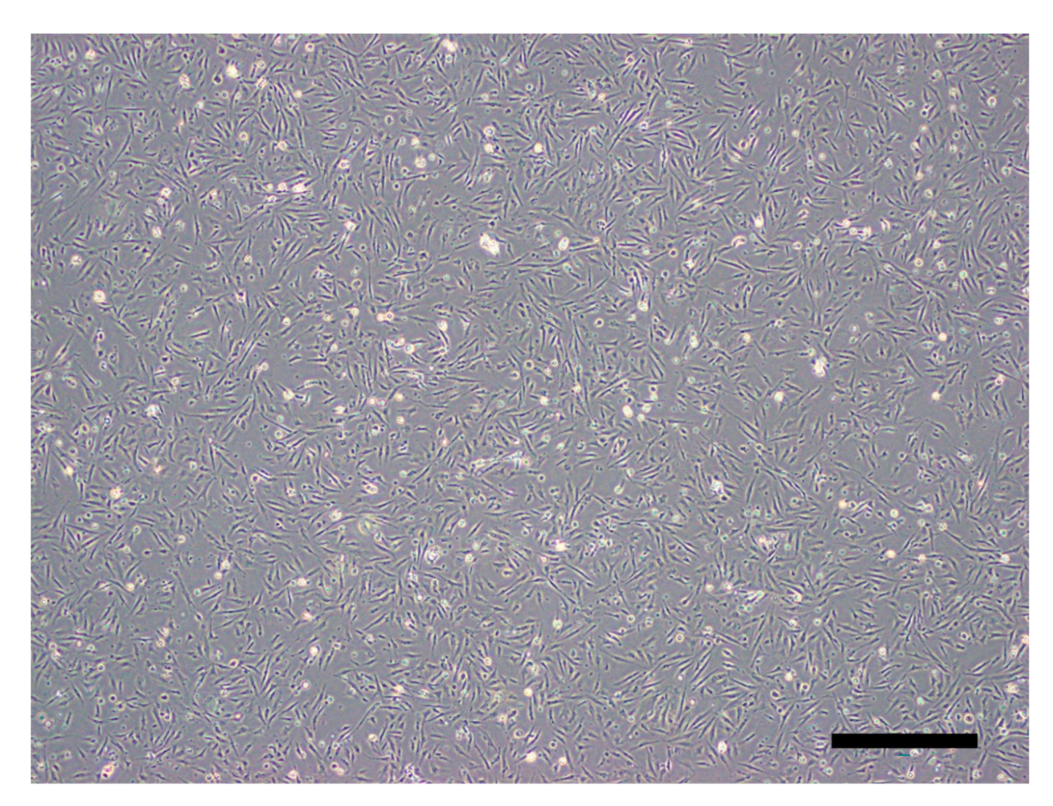 Viruses 13 00028 g001 Viruses 13 00028 g001