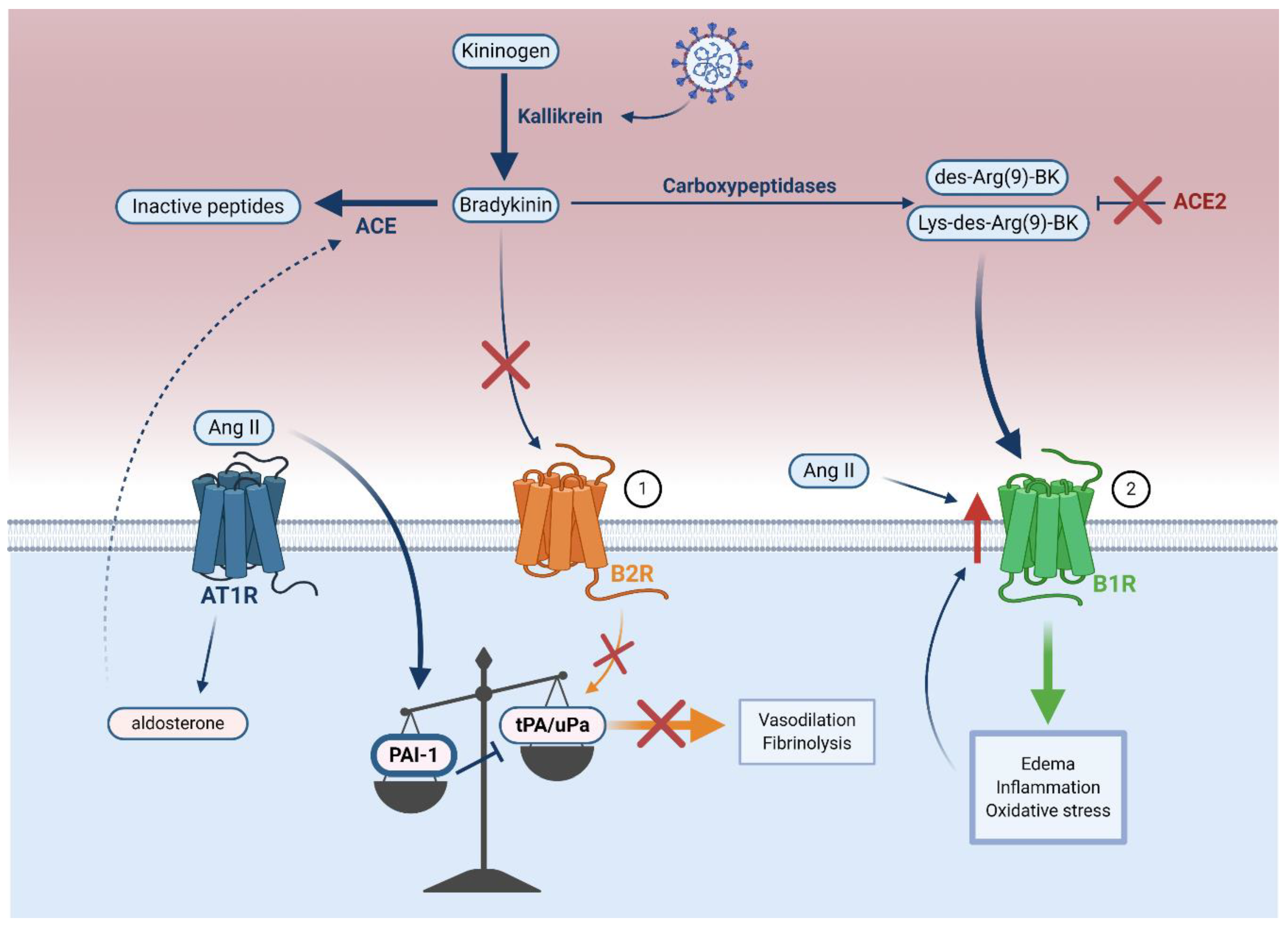 Viruses 13 00029 g004