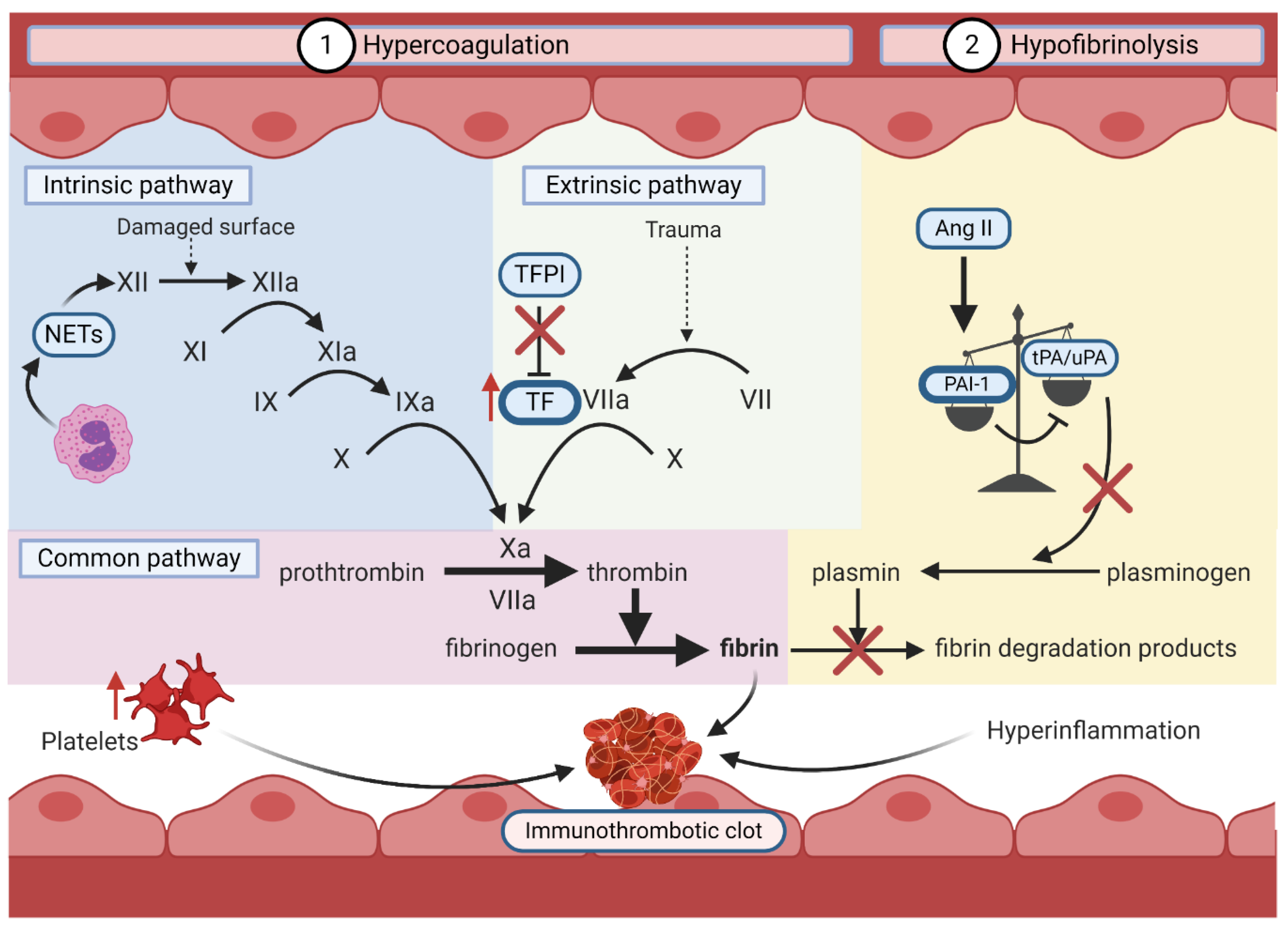 Viruses 13 00029 g005