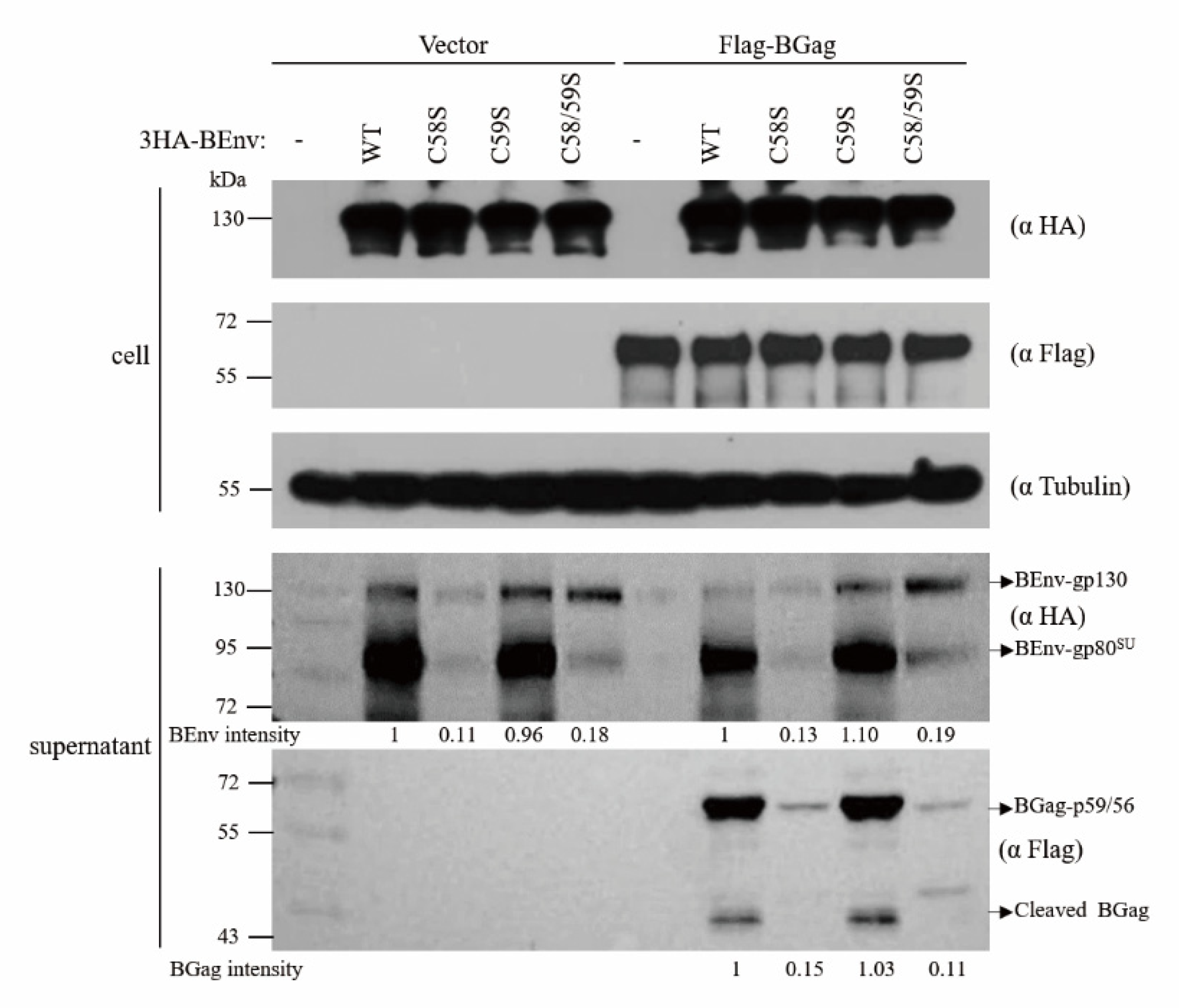 Viruses 13 00031 g004 Viruses 13 00031 g004