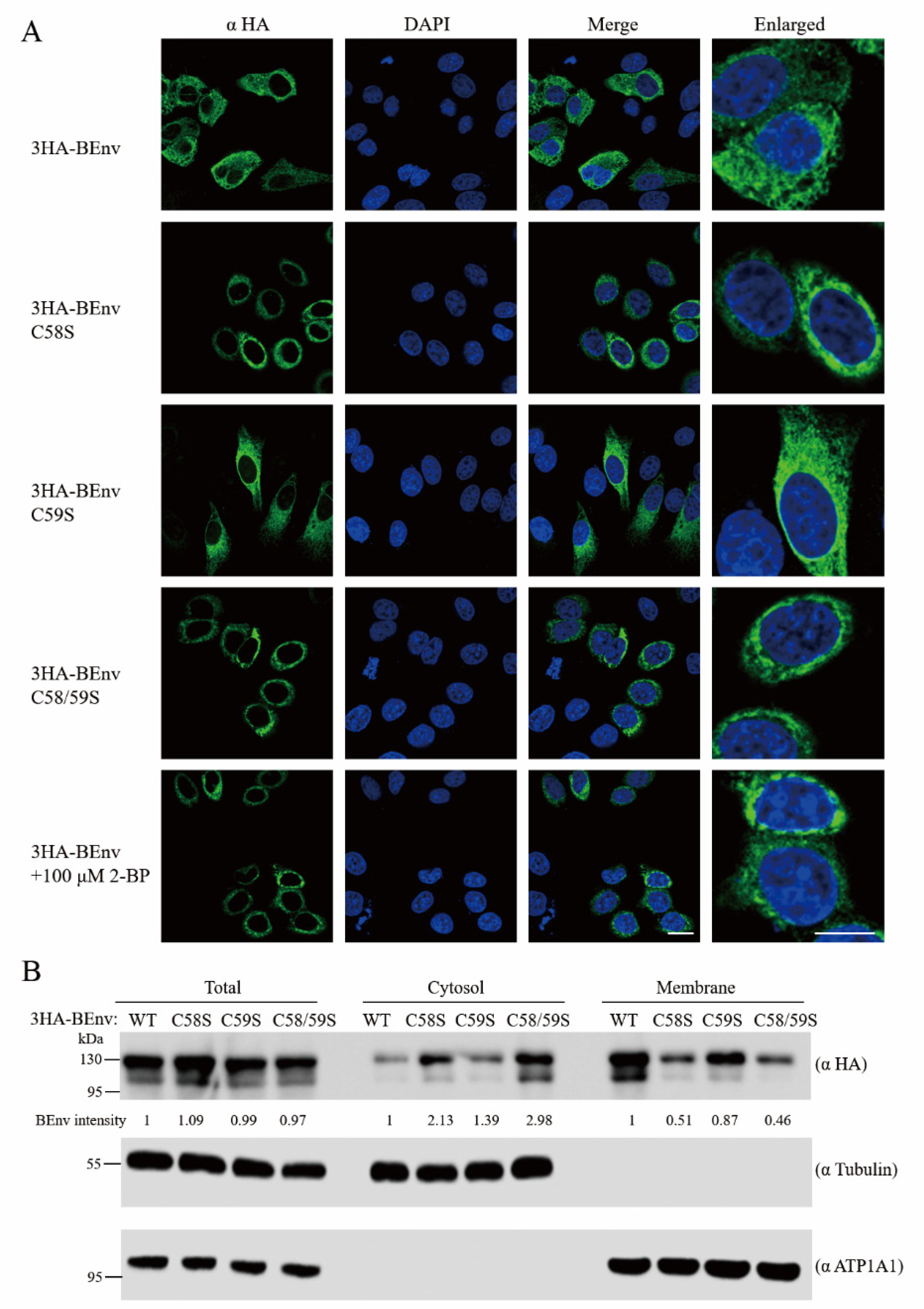 Viruses 13 00031 g006 Viruses 13 00031 g006